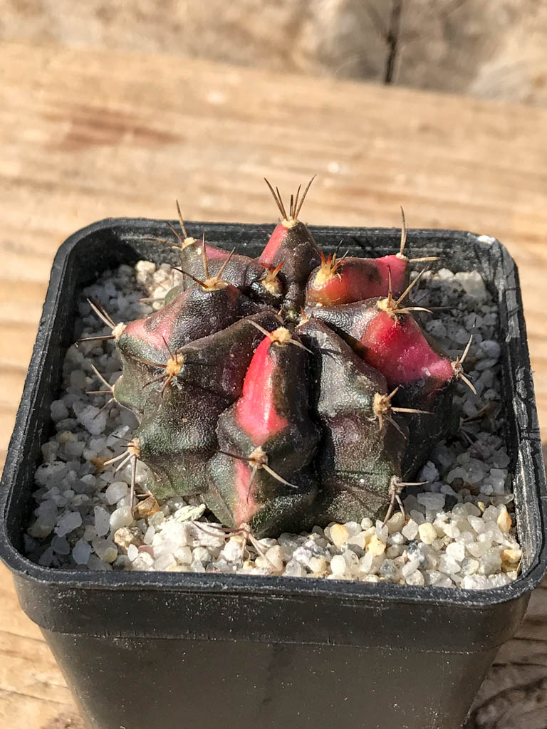 SHPR8075 Gymnocalycium mihanovichii variegated - Imagen 2