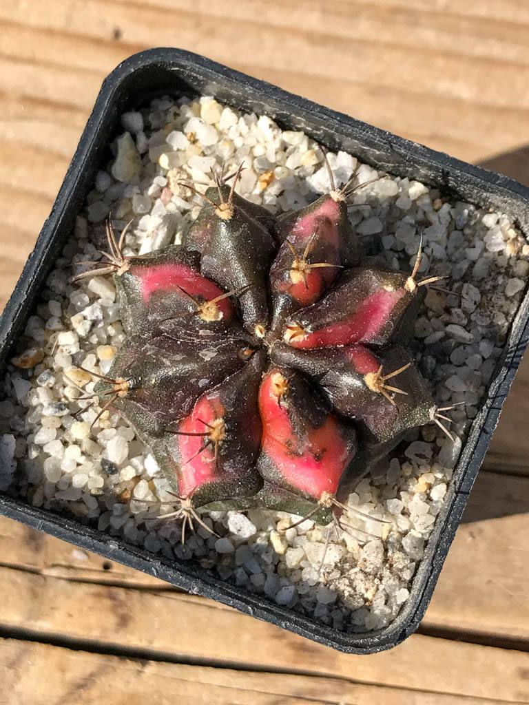 SHPR8075 Gymnocalycium mihanovichii variegated
