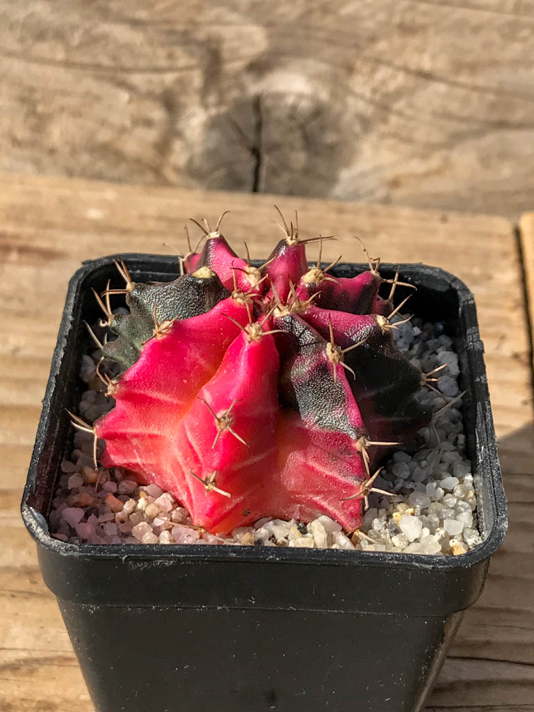 SHPR8076 Gymnocalycium friedrichii hybrid variegated - Imagen 2