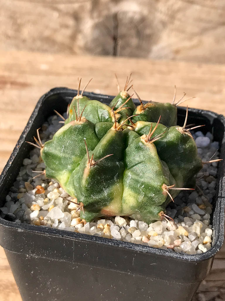 SHPR8079 Gymnocalycium mihanovichii variegated - Image 2