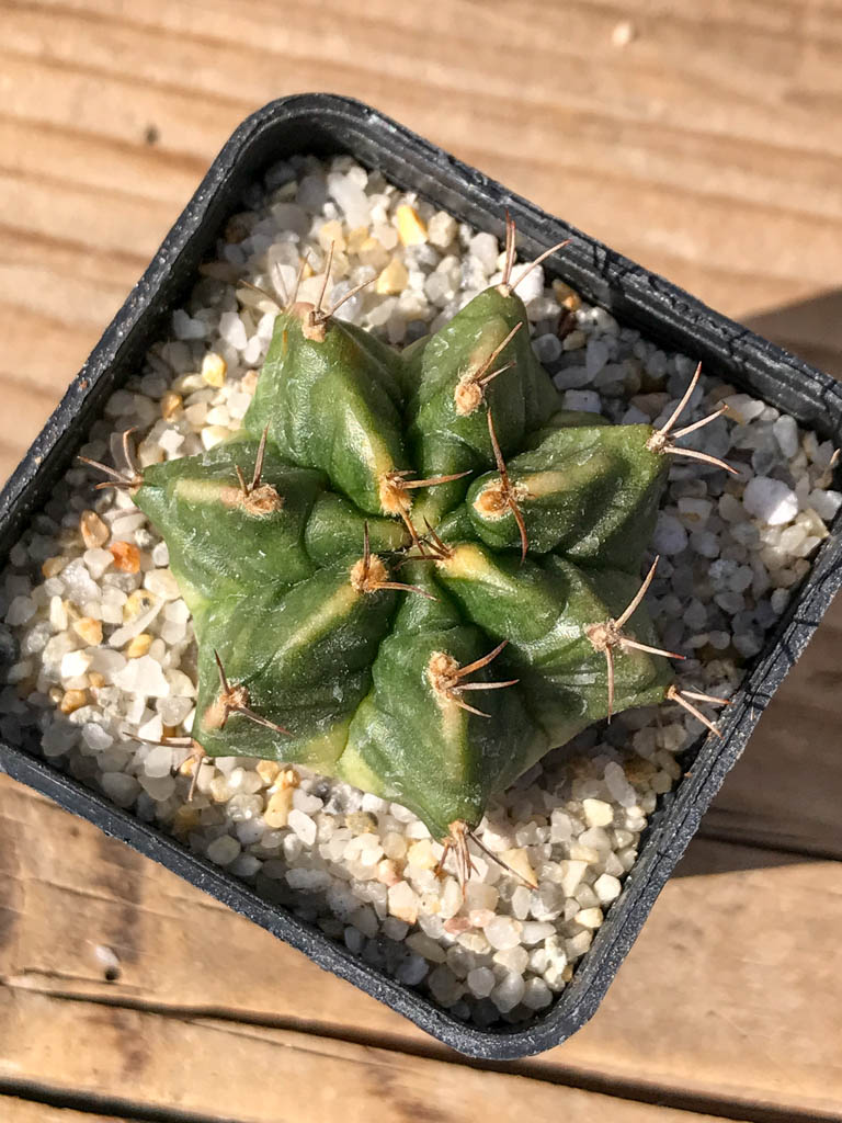 SHPR8079 Gymnocalycium mihanovichii variegated