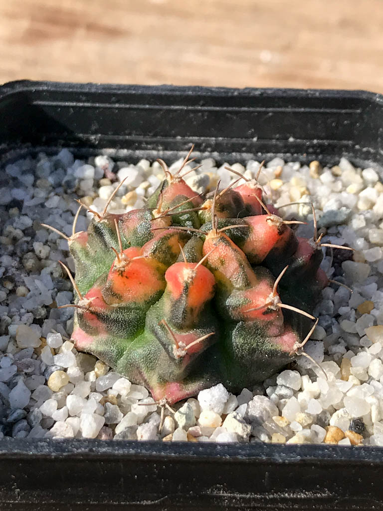 SHPR8081 Gymnocalycium mihanovichii variegated - Image 2