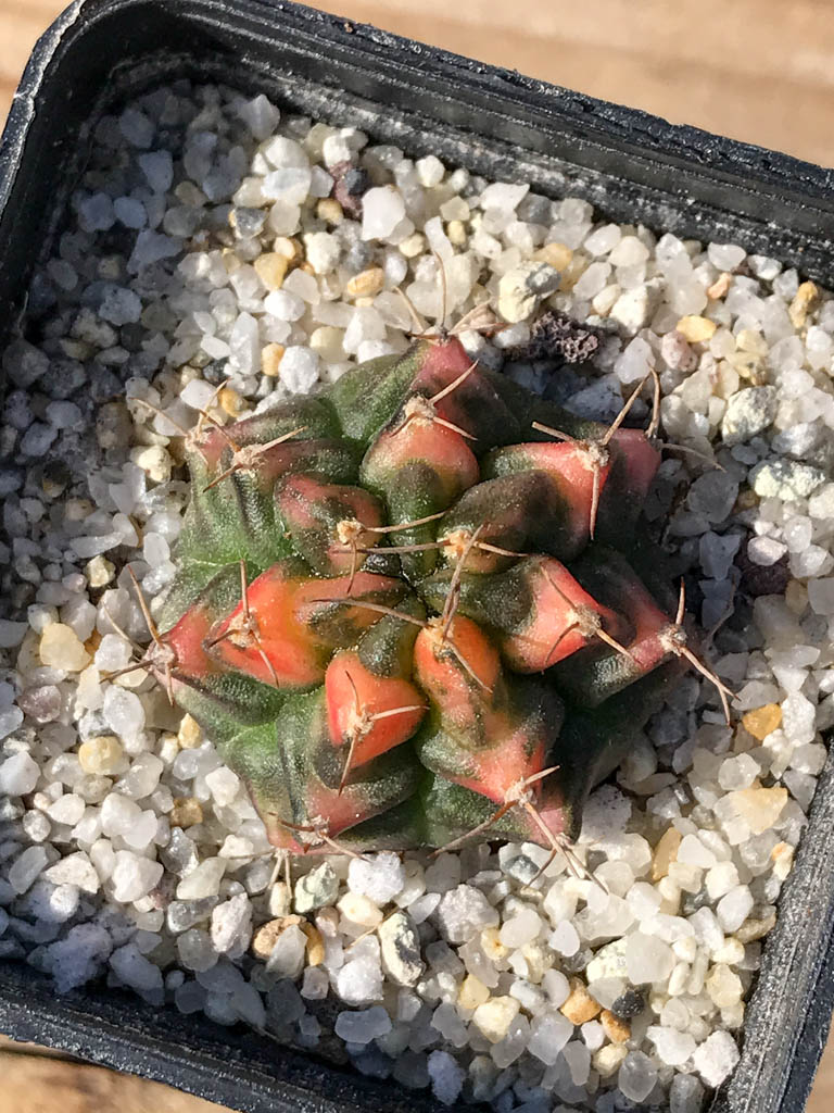 SHPR8081 Gymnocalycium mihanovichii variegated