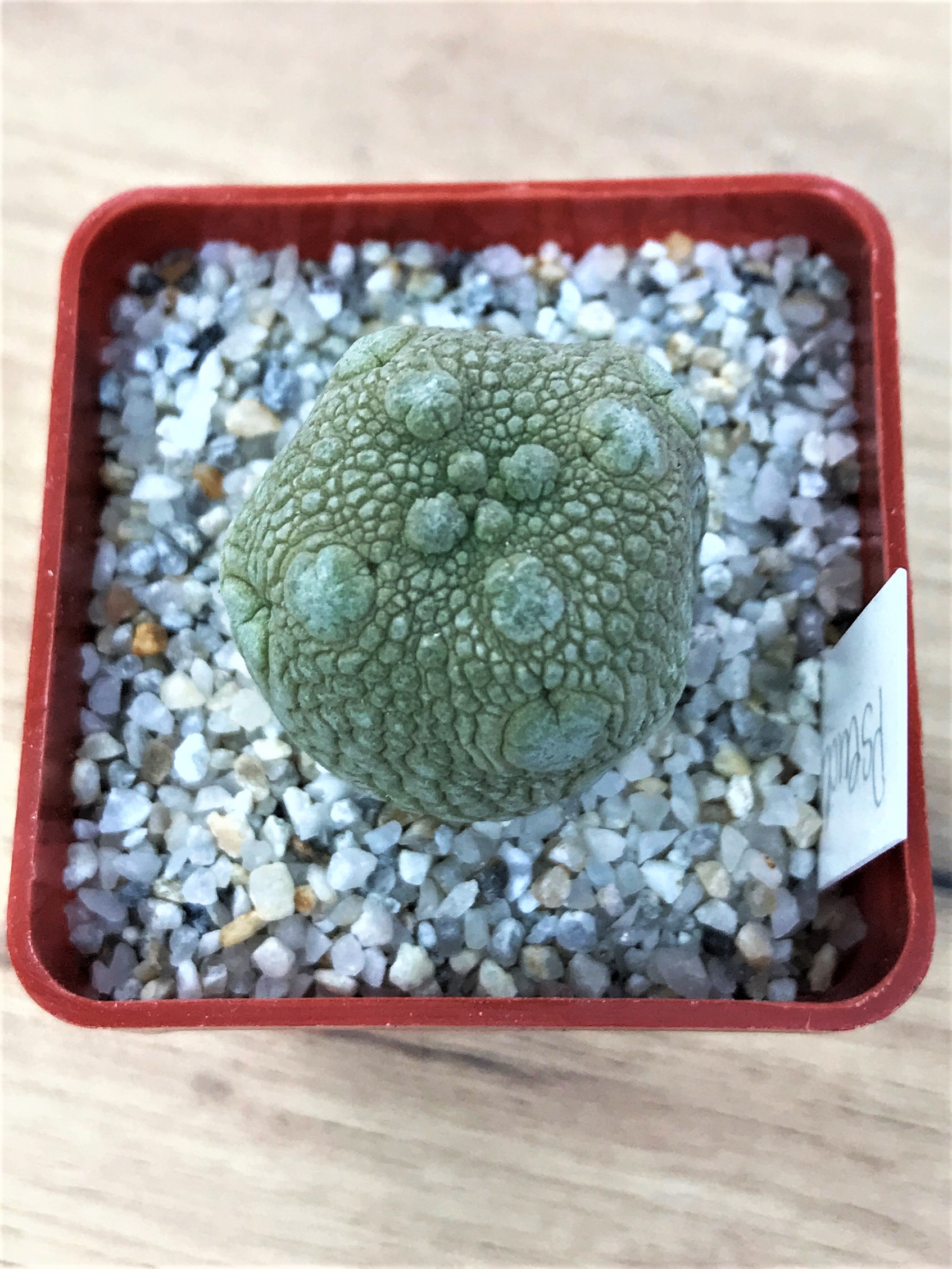 SHPR7051 Pseudolithos migiurtinus - Зображення 3