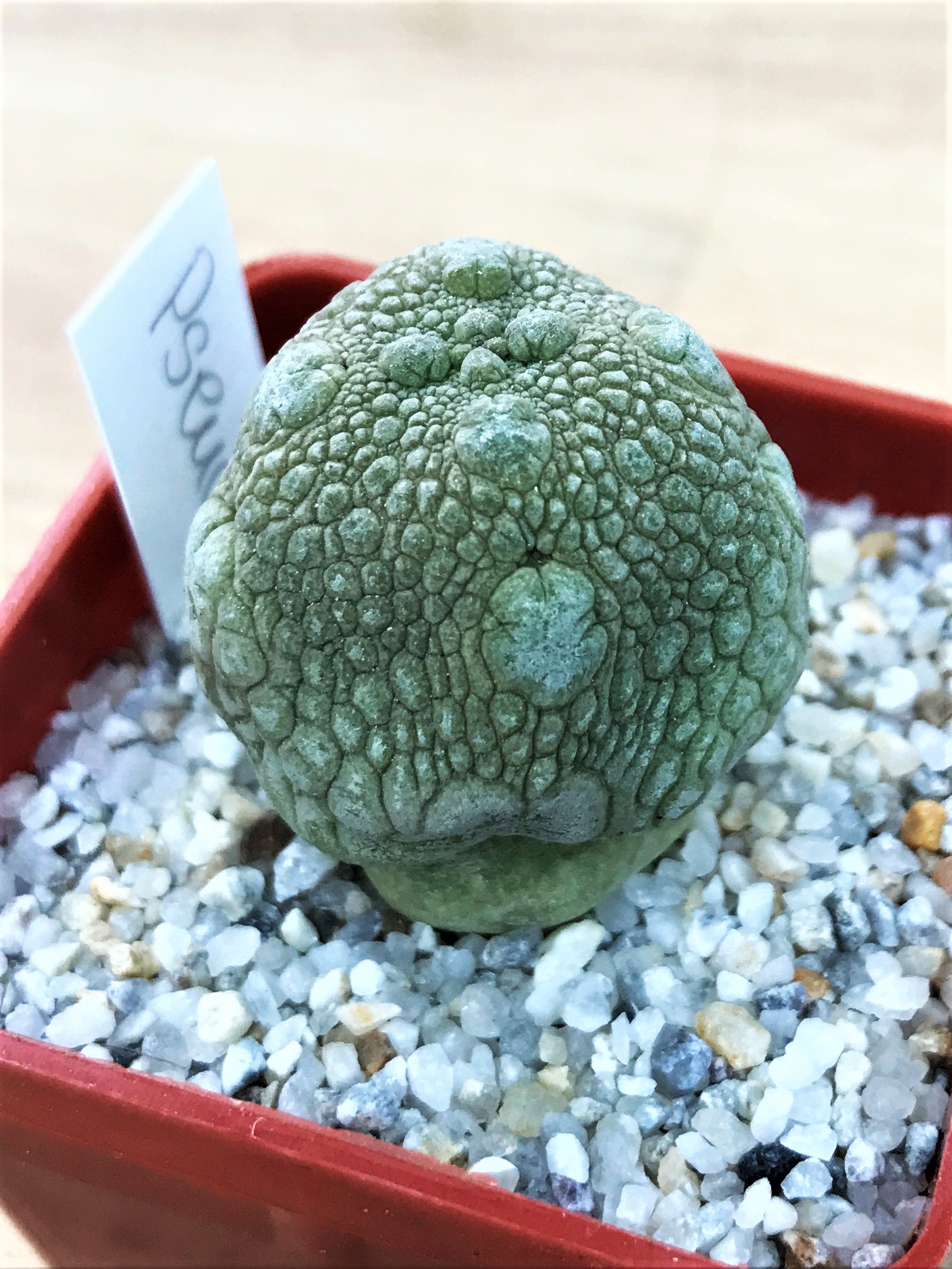SHPR7051 Pseudolithos migiurtinus