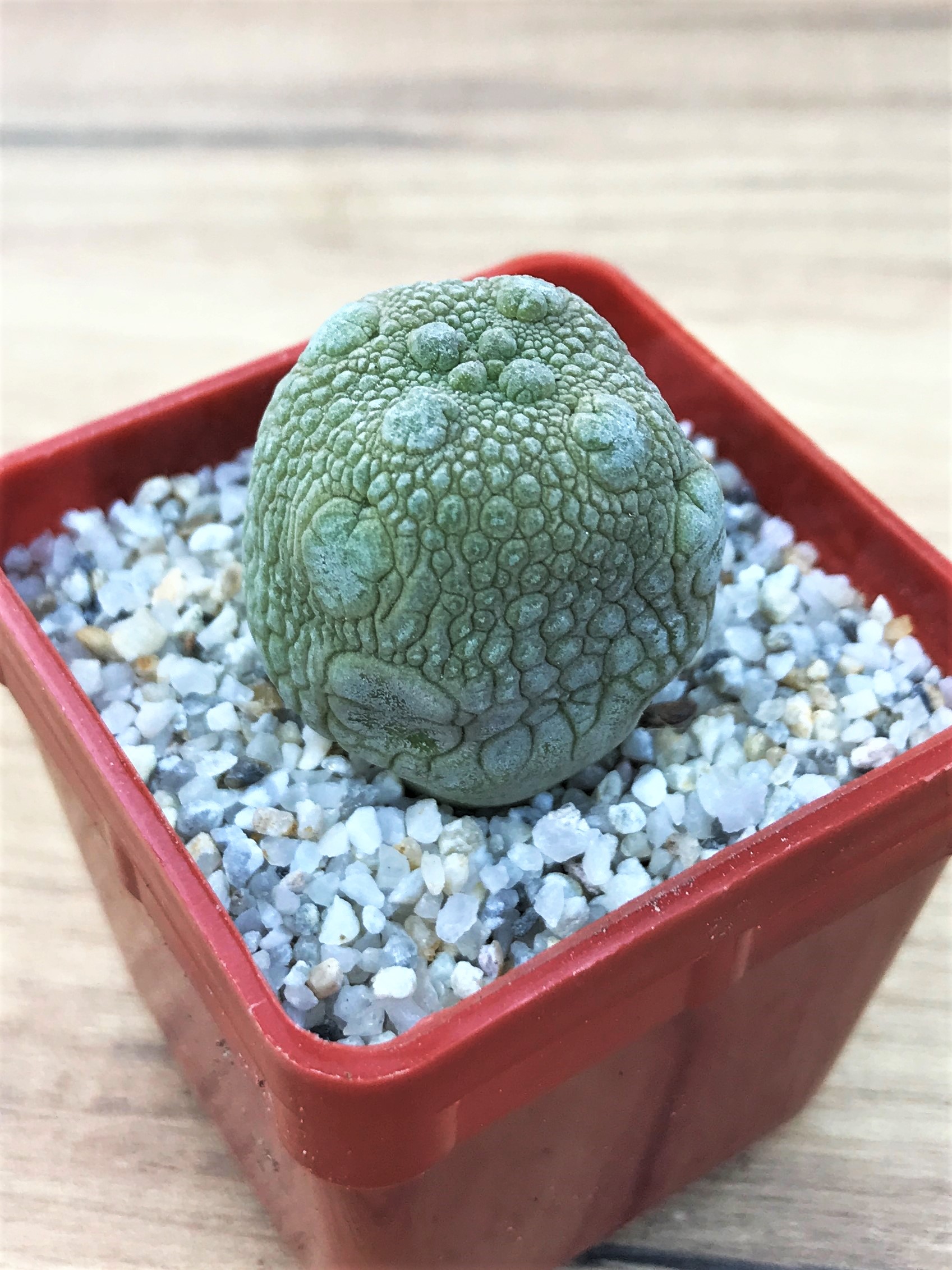 SHPR7051 Pseudolithos migiurtinus - Зображення 2