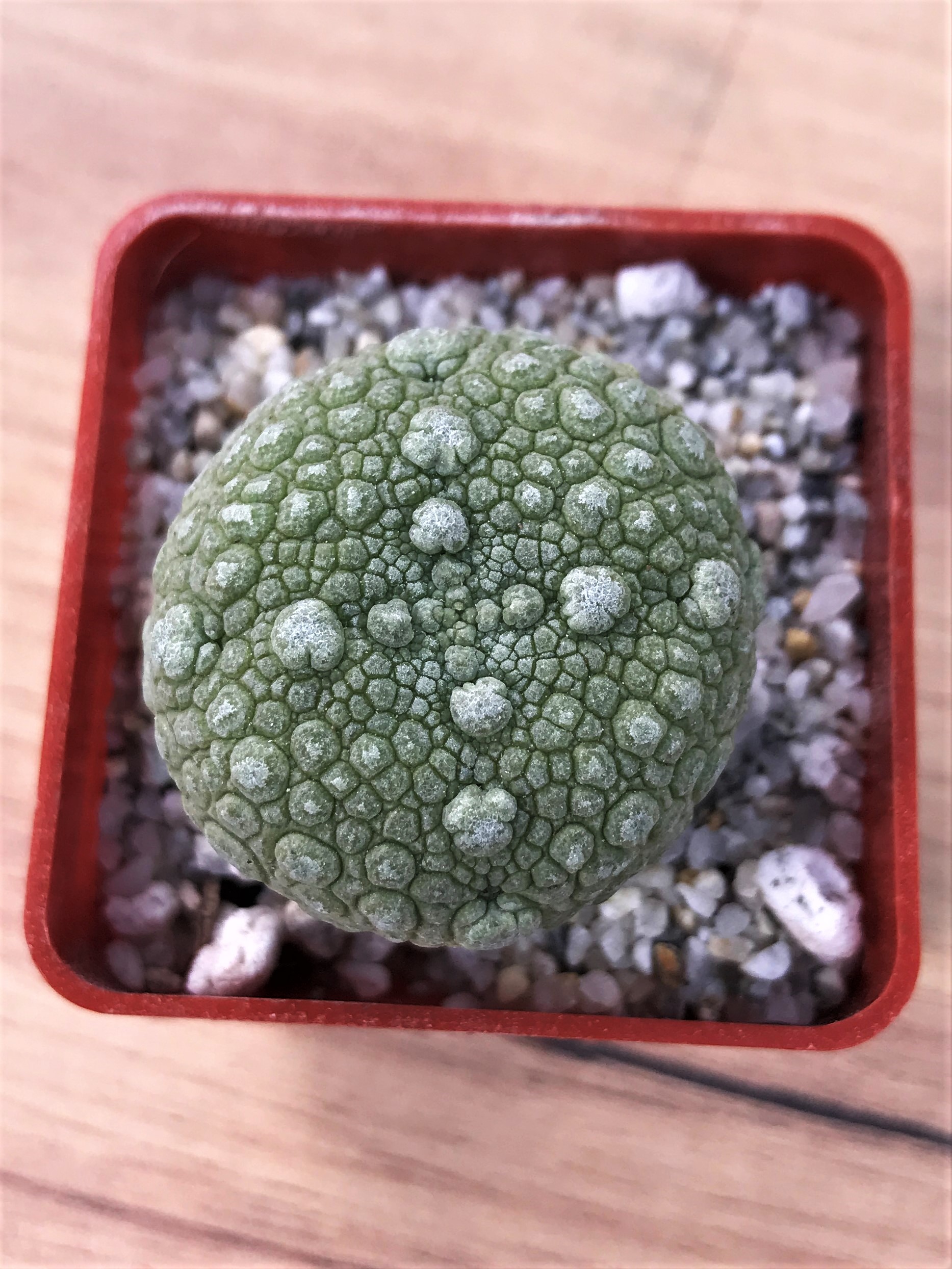 SHPR7054 Pseudolithos migiurtinus