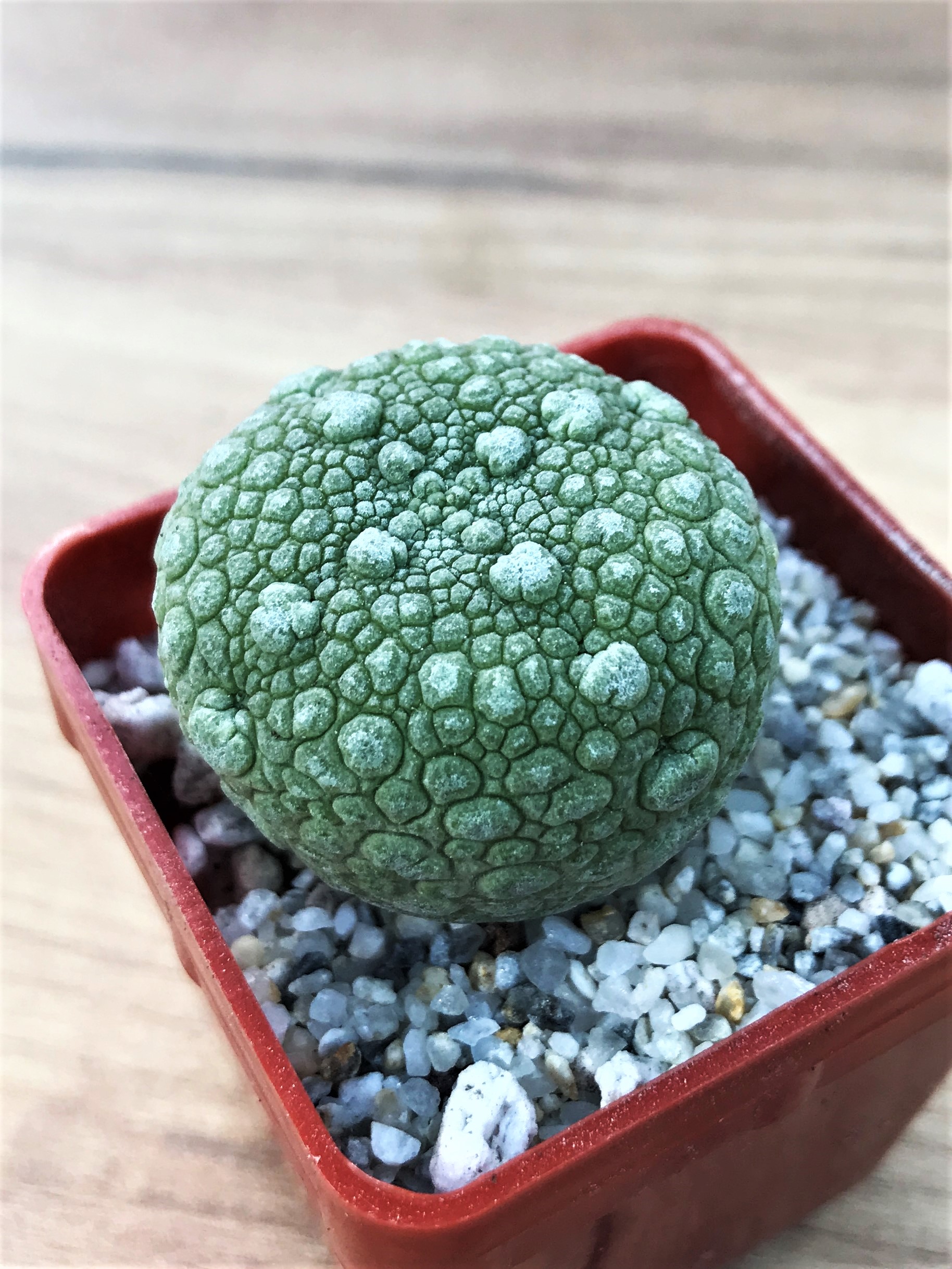 SHPR7054 Pseudolithos migiurtinus – Bild 2