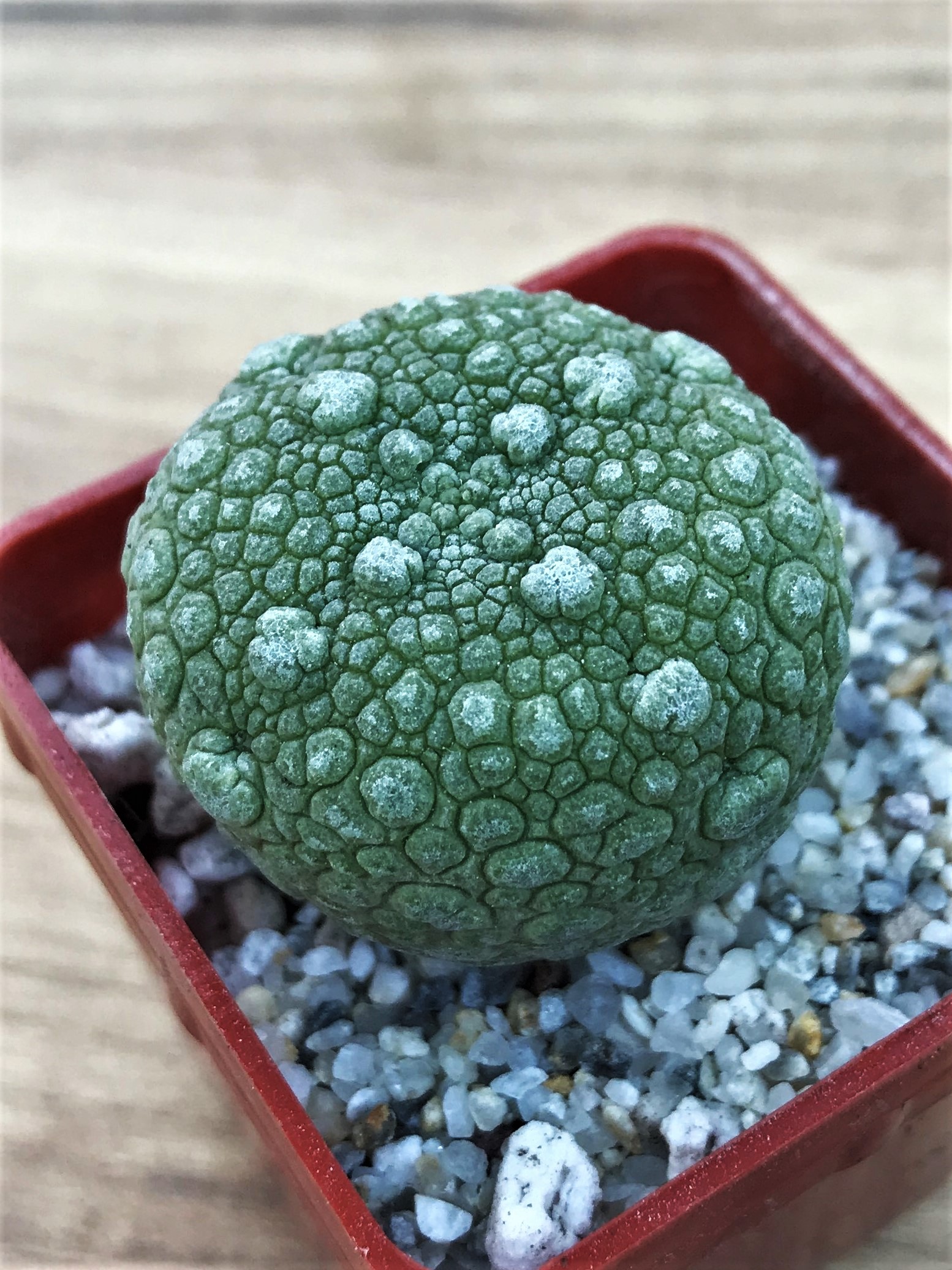 SHPR7054 Pseudolithos migiurtinus – Bild 3