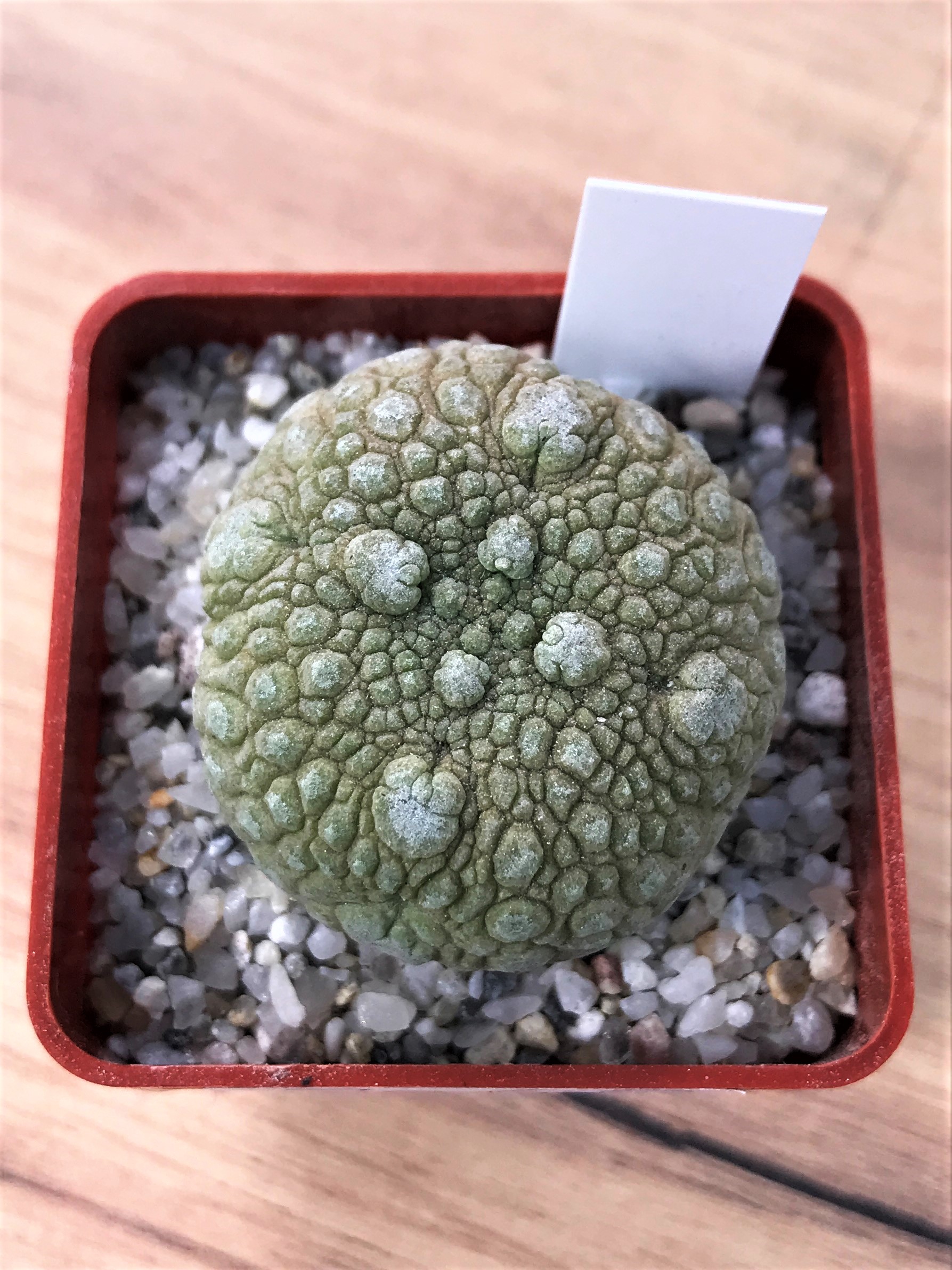 SHPR7055 Pseudolithos migiurtinus