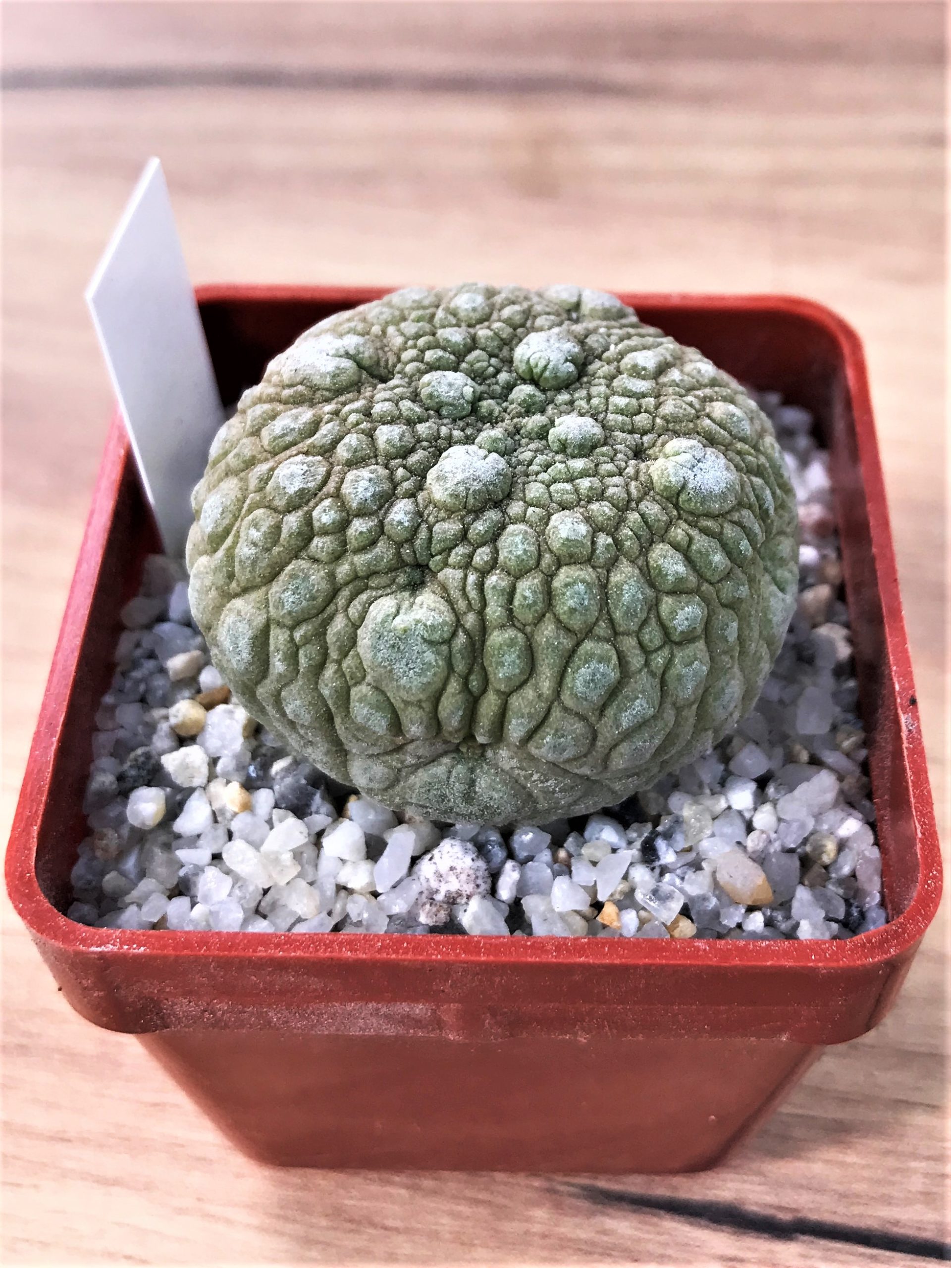 SHPR7055 Pseudolithos migiurtinus - Image 2