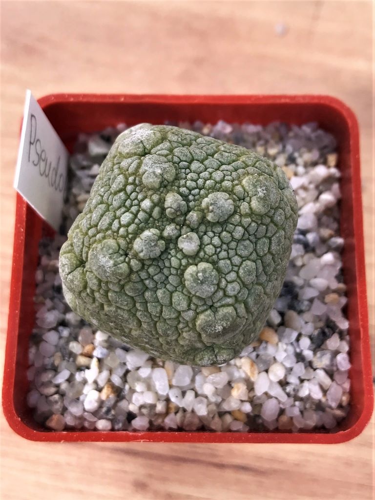 SHPR7057 Pseudolithos migiurtinus