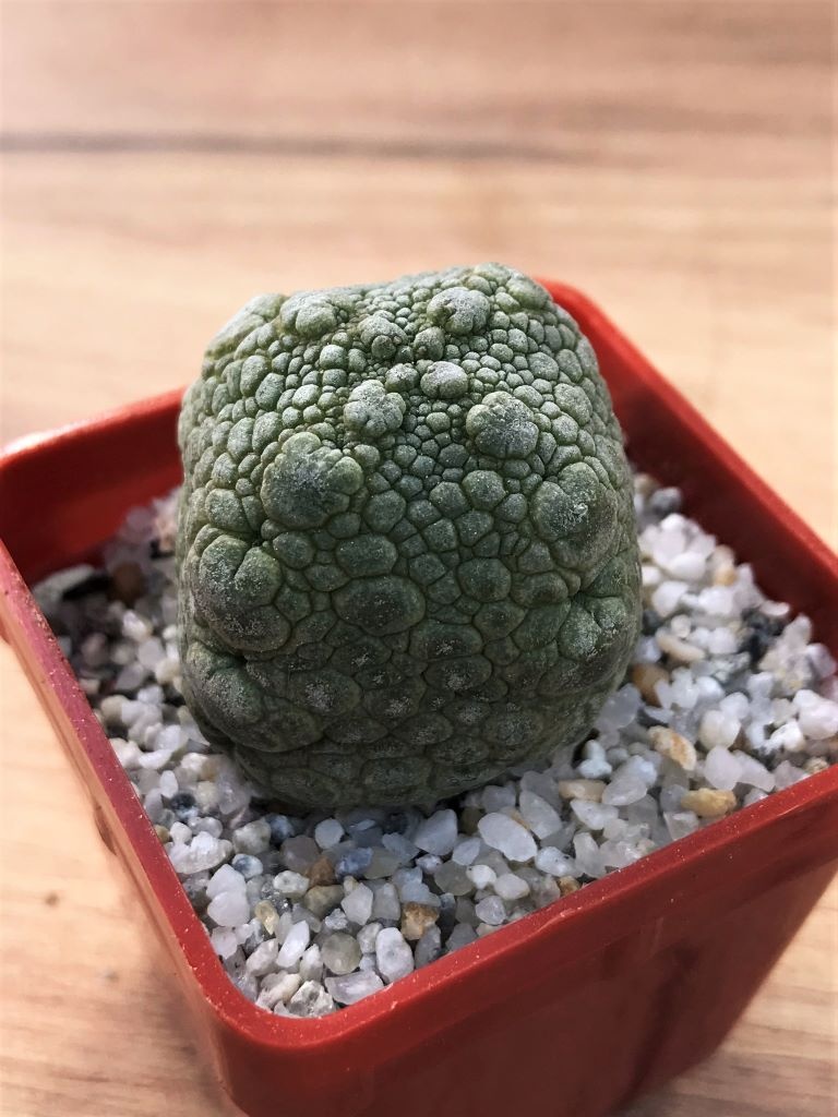 SHPR7057 Pseudolithos migiurtinus - Image 2