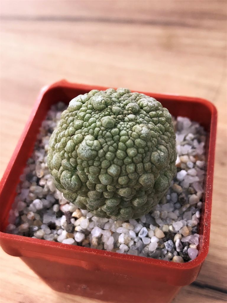 SHPR7059 Pseudolithos migiurtinus - Image 2