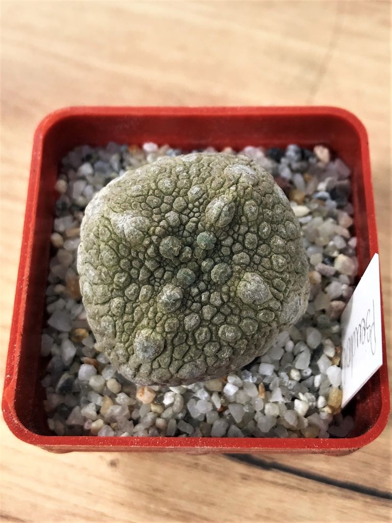 SHPR7061 Pseudolithos migiurtinus