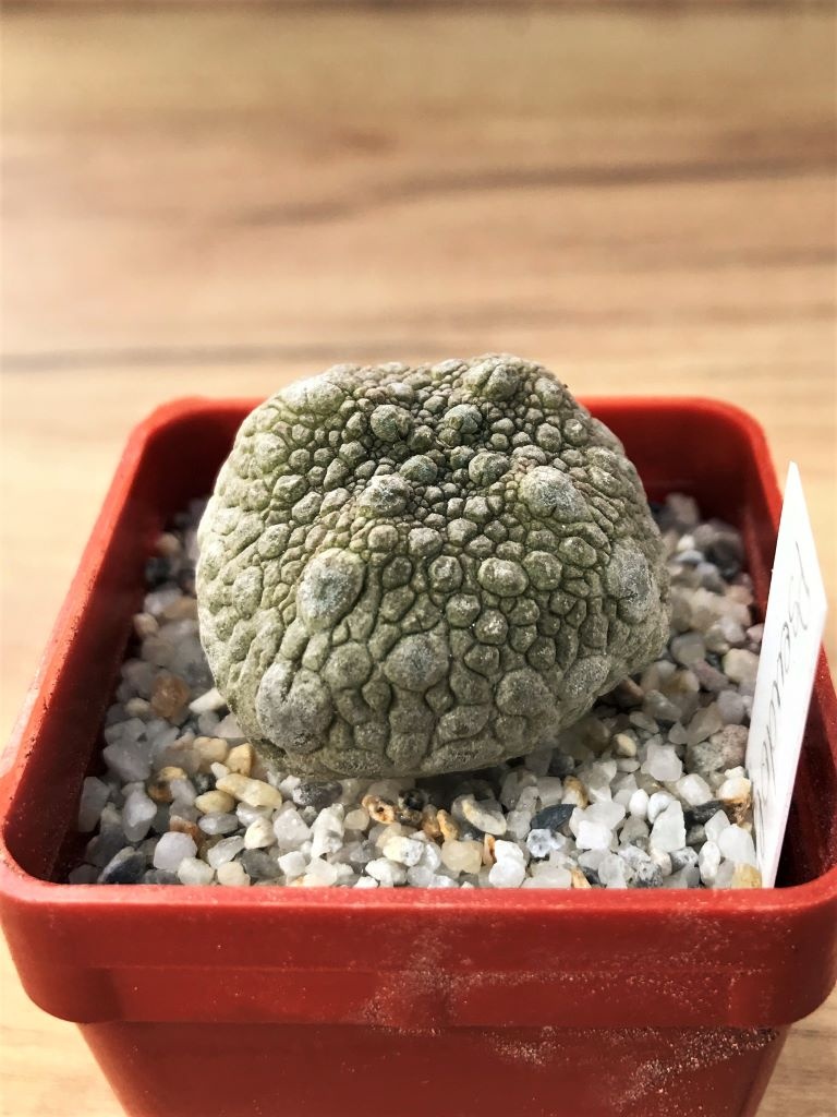 SHPR7061 Pseudolithos migiurtinus - Зображення 2