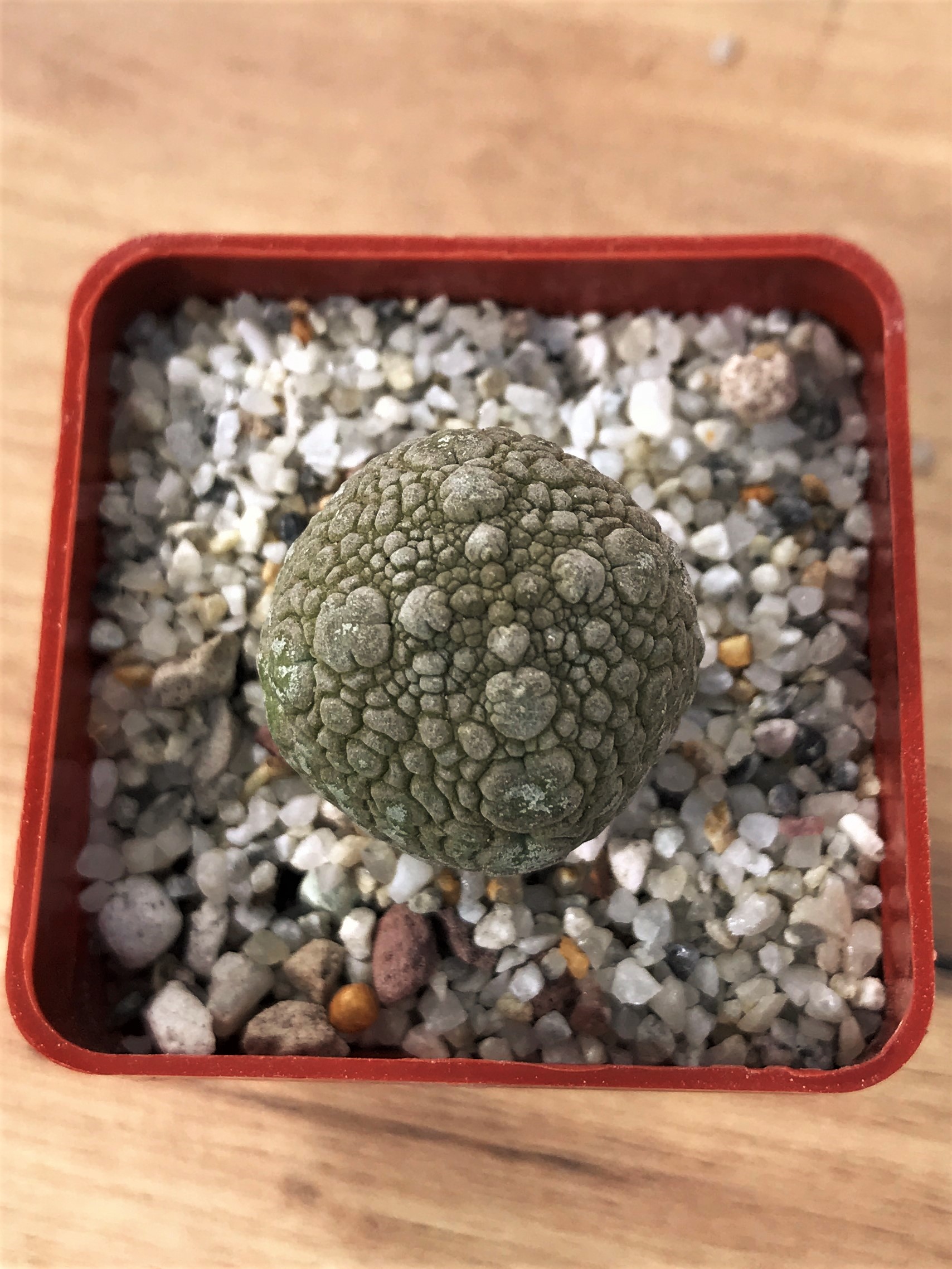 SHPR7062 Pseudolithos migiurtinus