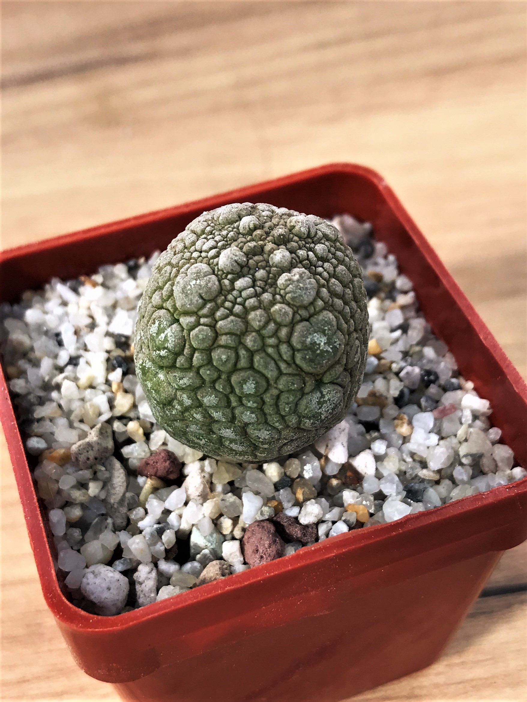 SHPR7062 Pseudolithos migiurtinus – Image 2