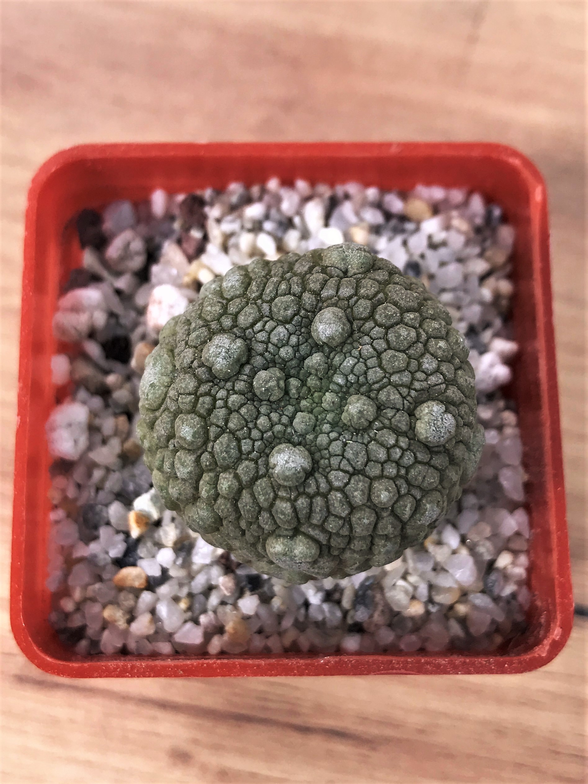 SHPR7063 Pseudolithos migiurtinus