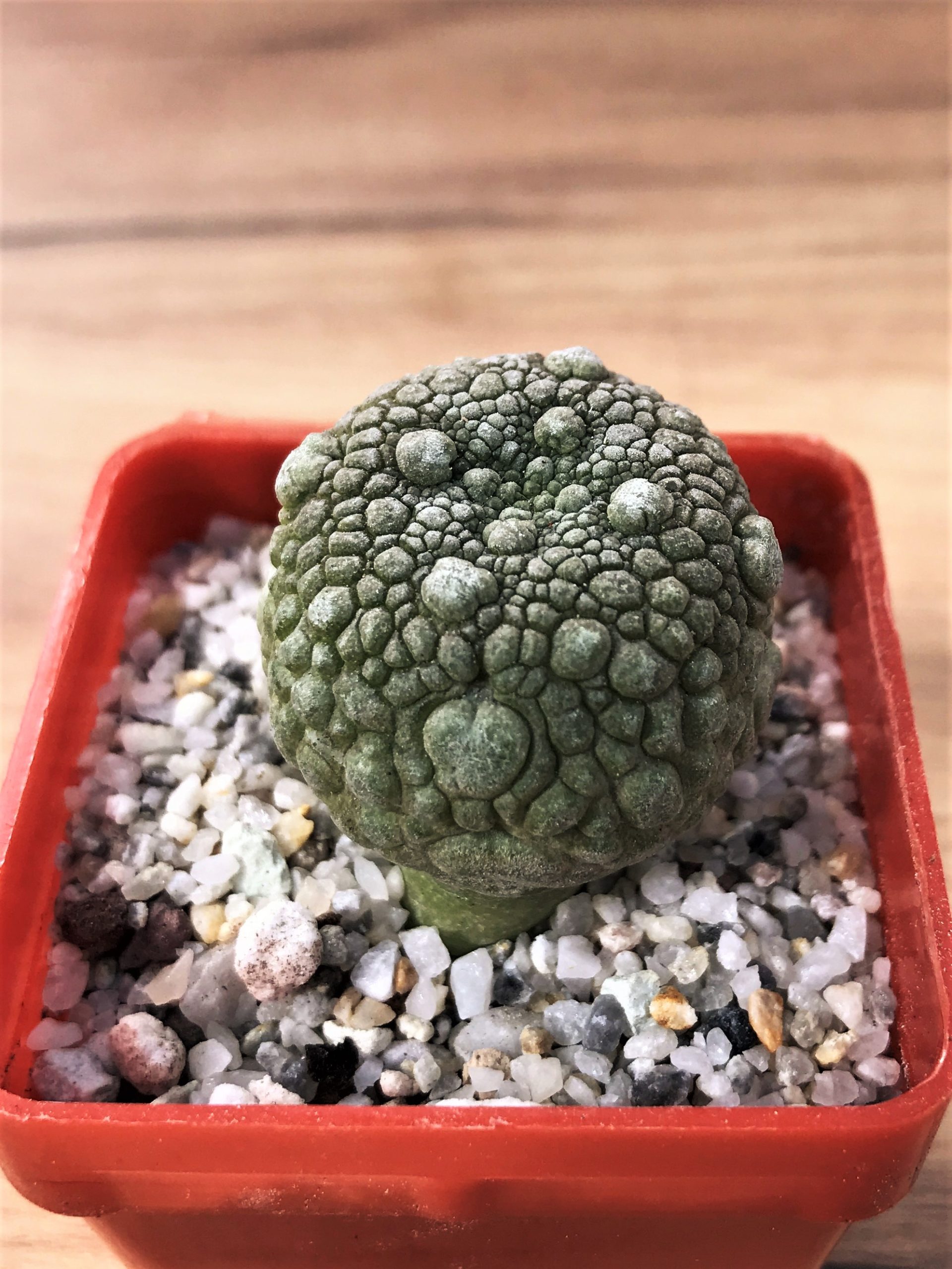 SHPR7063 Pseudolithos migiurtinus - Image 2