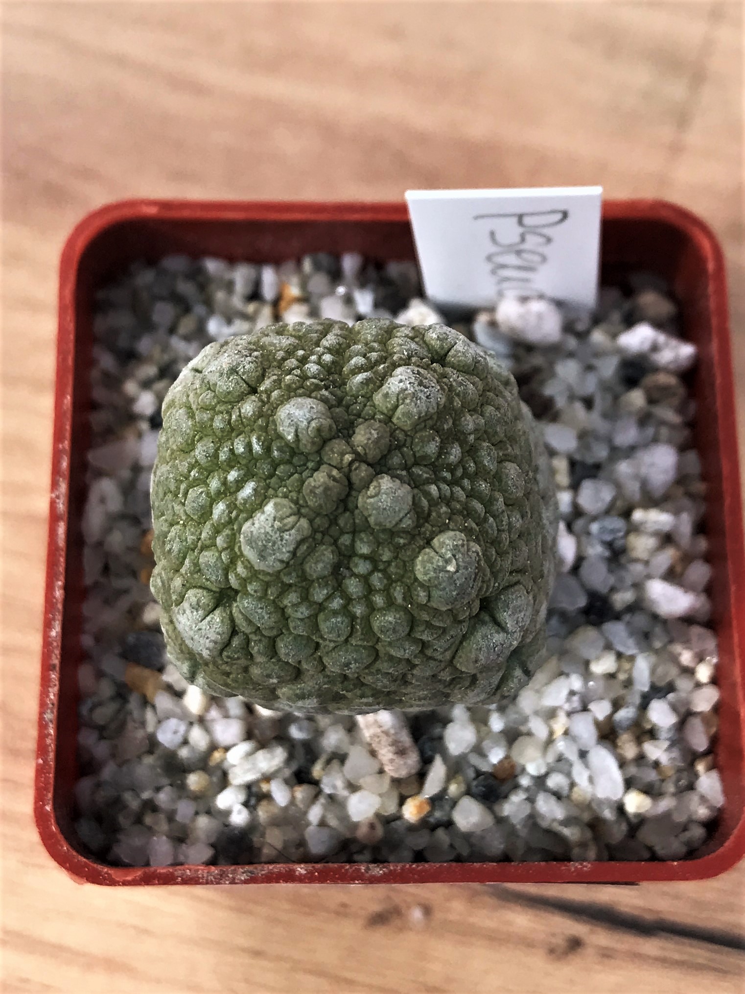 SHPR7068 Pseudolithos migiurtinus - Image 2