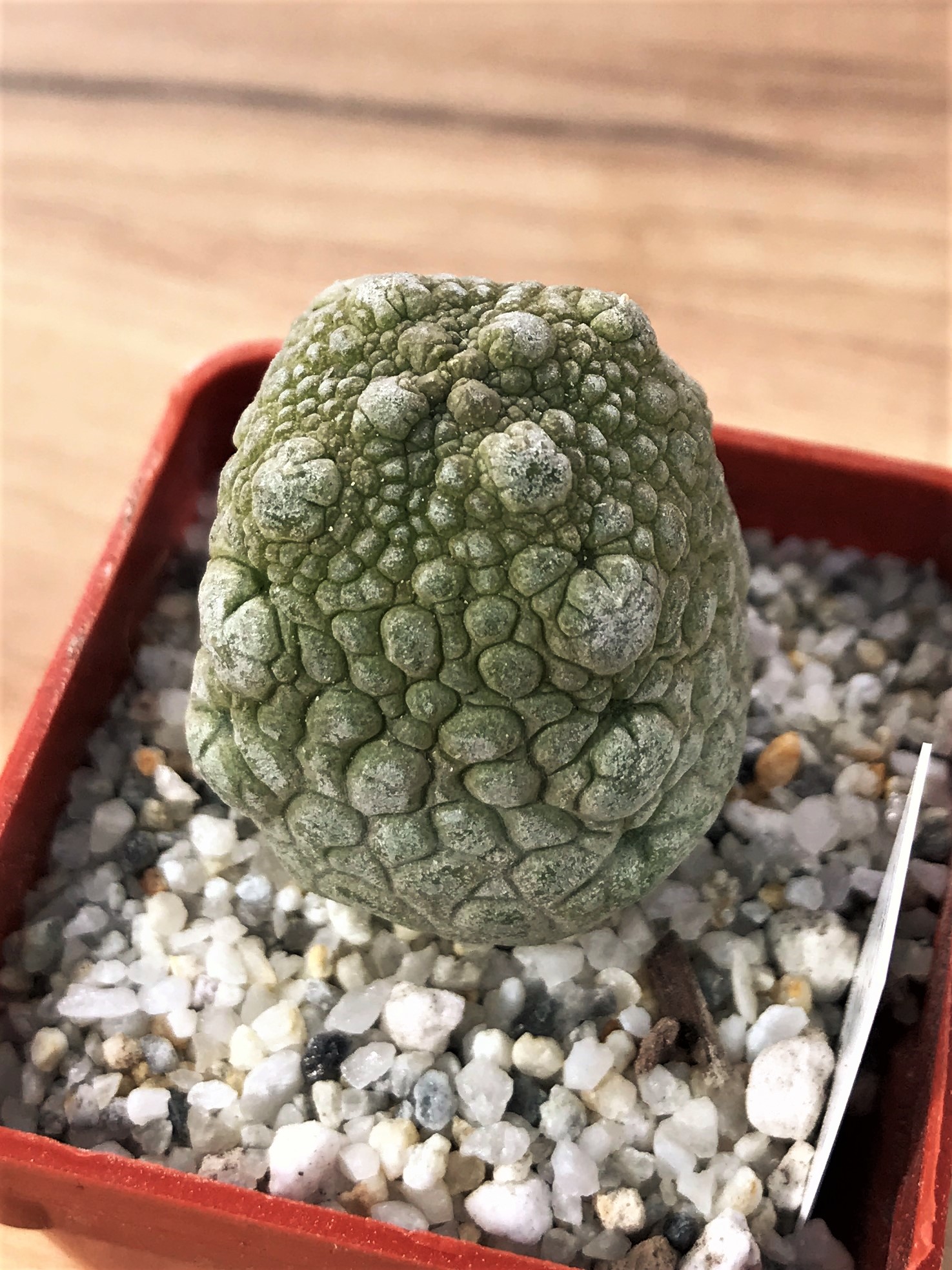 SHPR7068 Pseudolithos migiurtinus