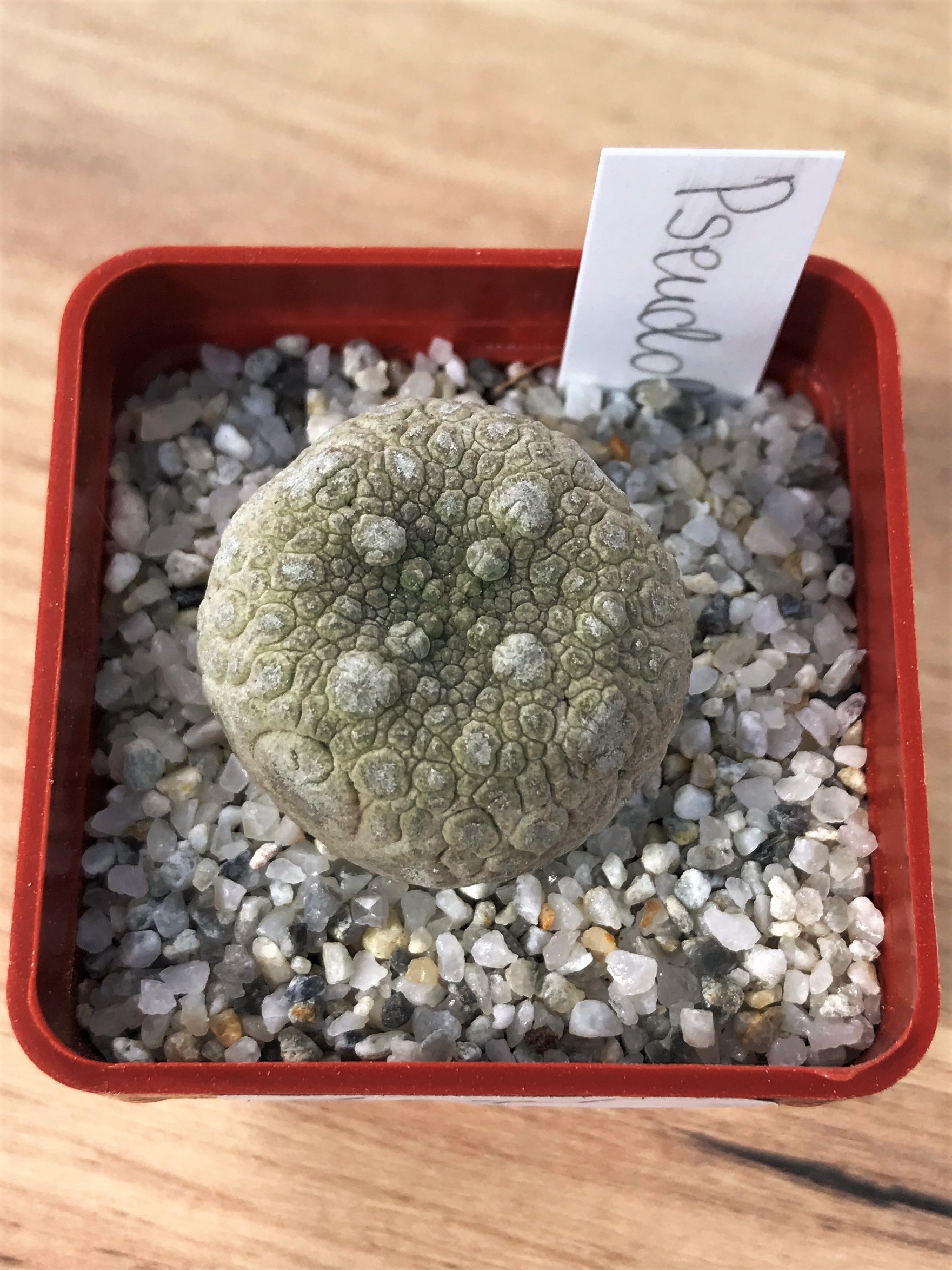 SHPR7071 Pseudolithos migiurtinus