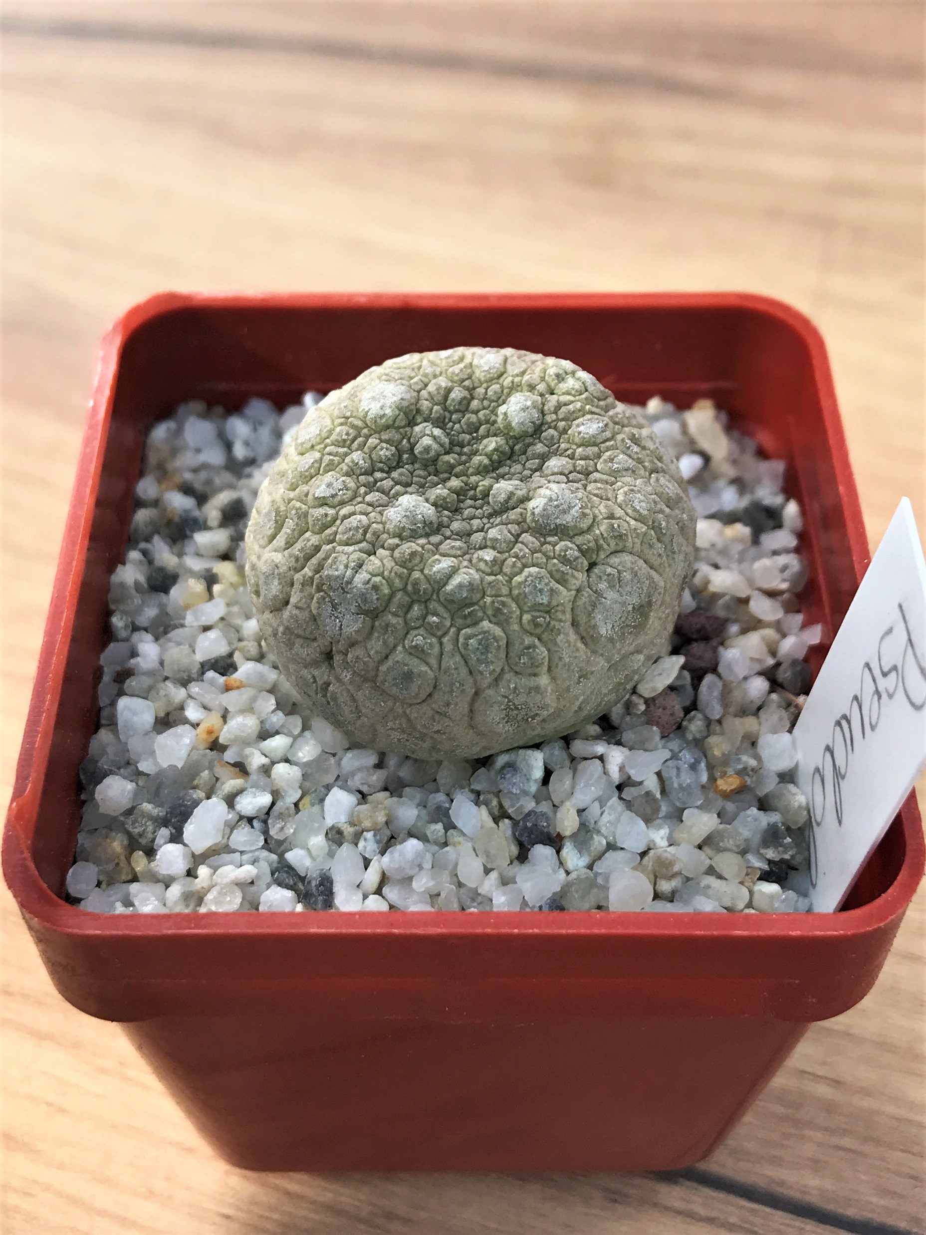 SHPR7071 Pseudolithos migiurtinus - Image 2