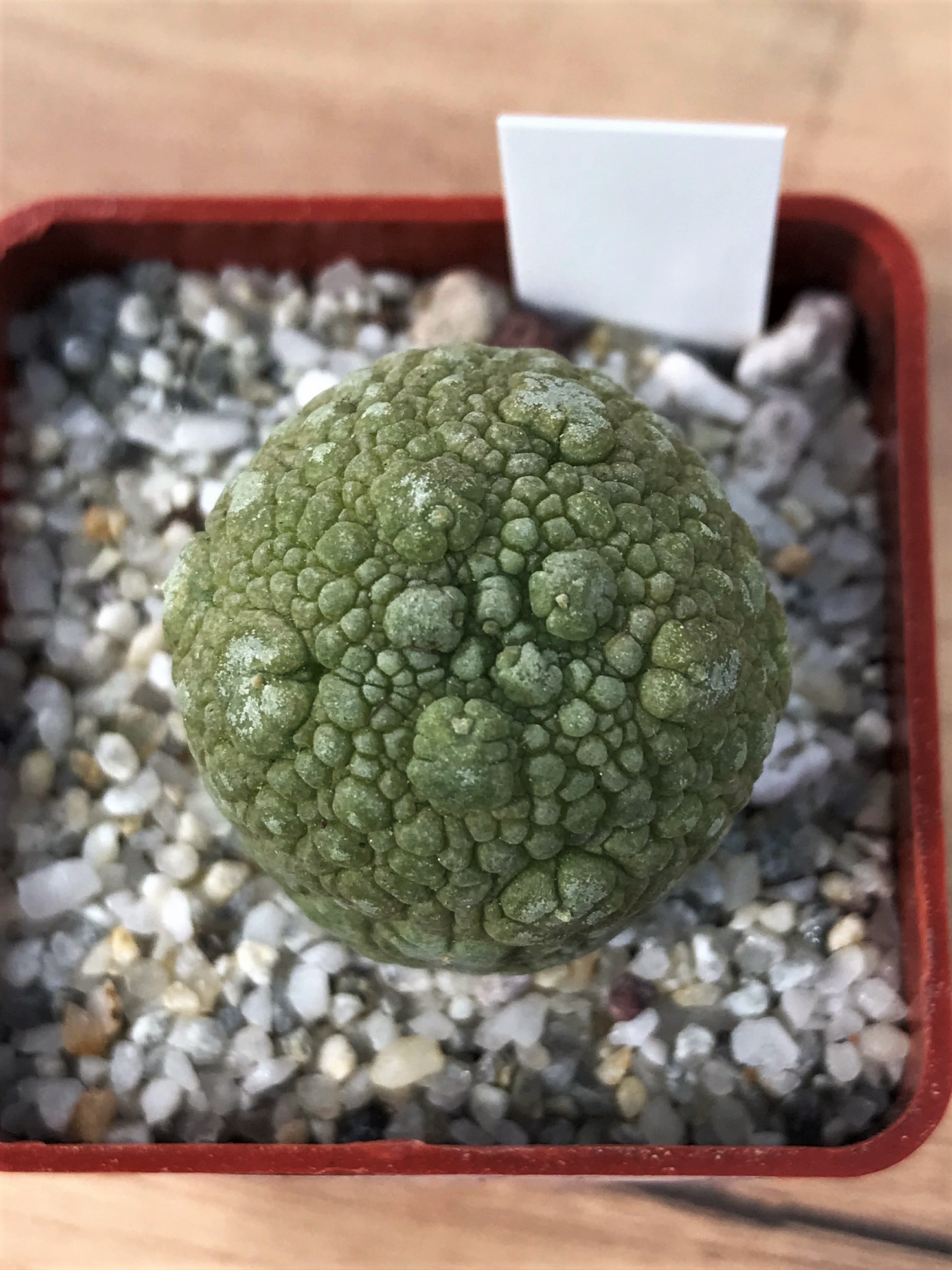 SHPR7073 Pseudolithos migiurtinus - Image 2