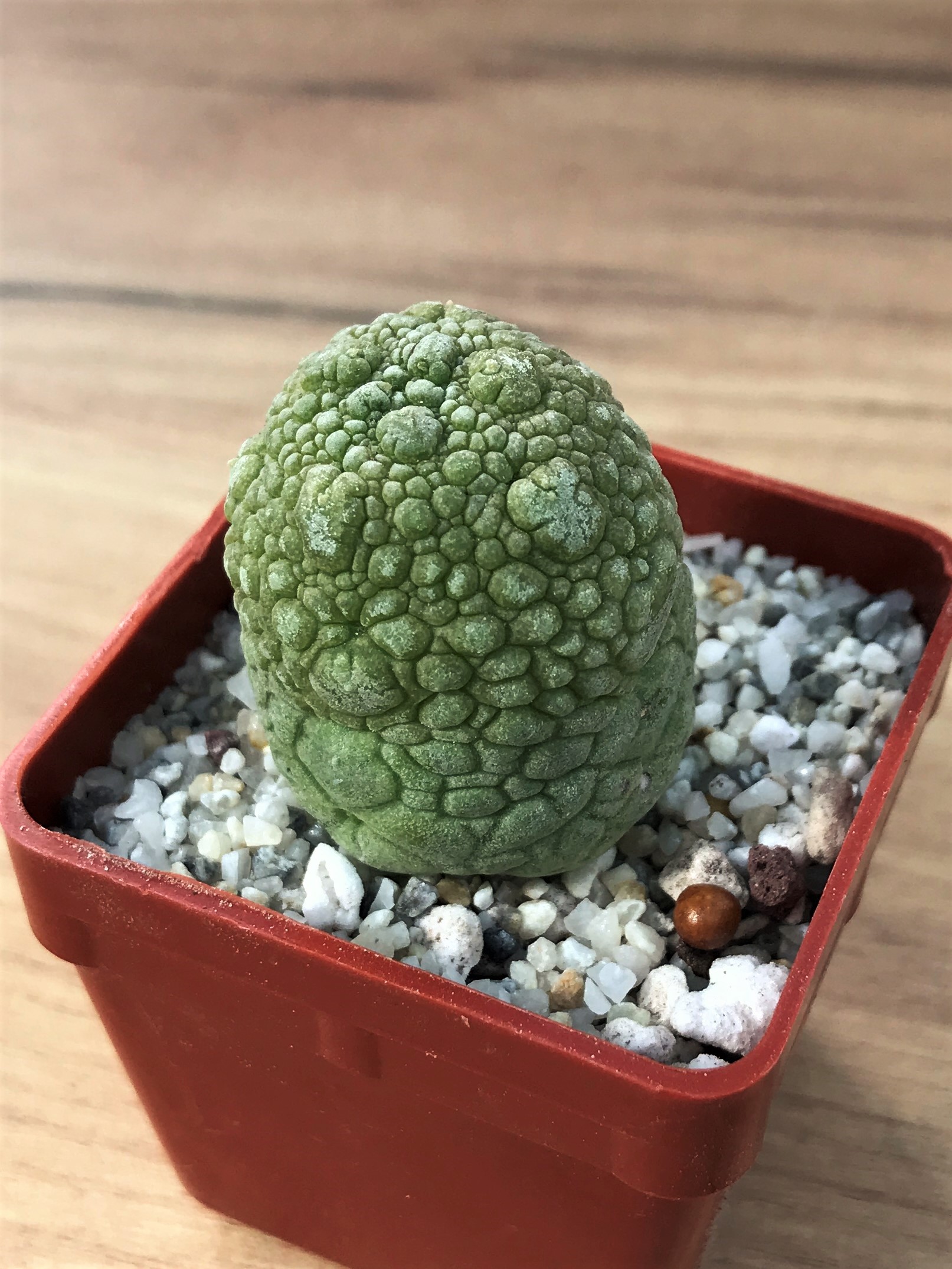 SHPR7073 Pseudolithos migiurtinus