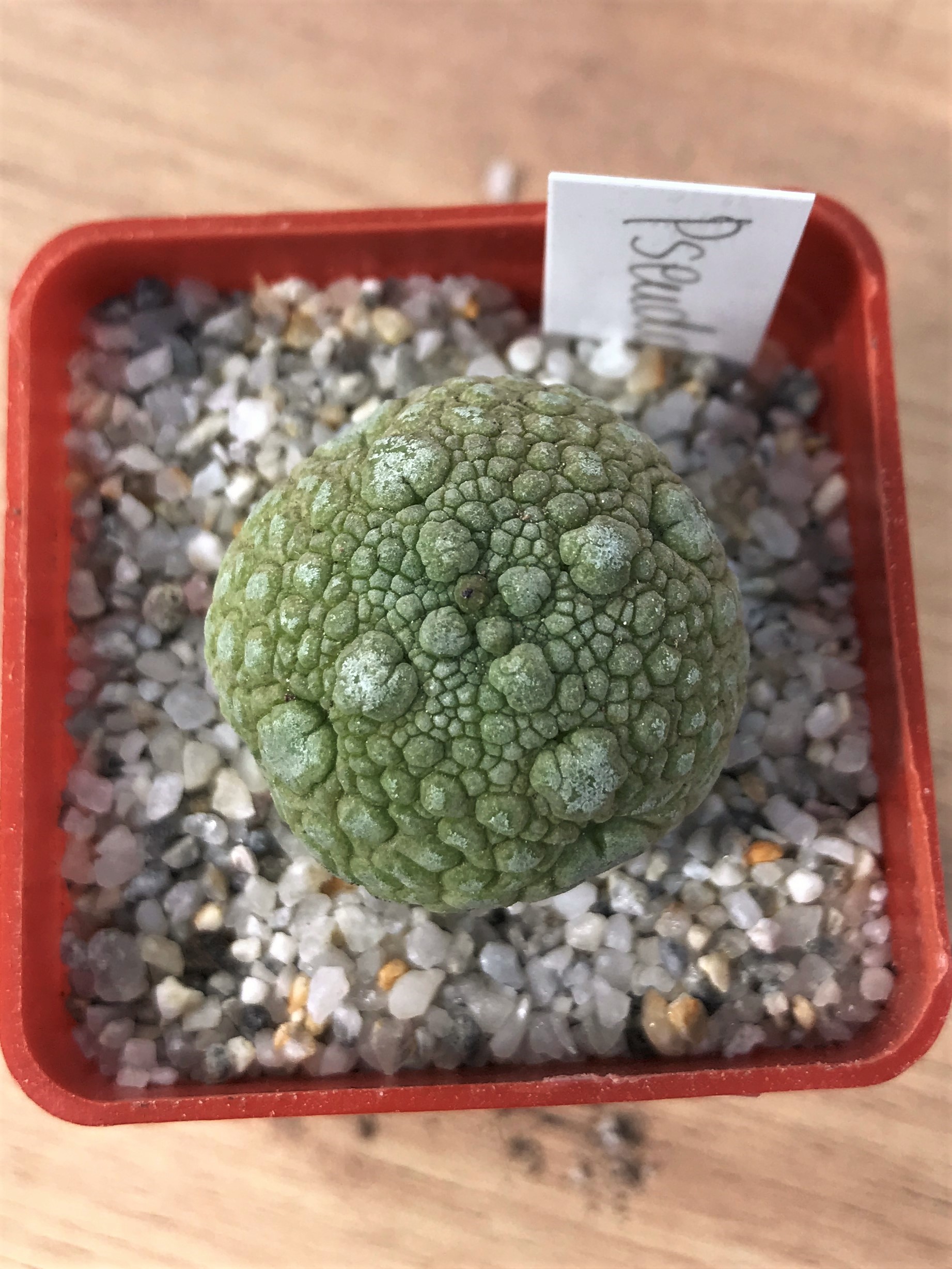 SHPR7074 Pseudolithos migiurtinus