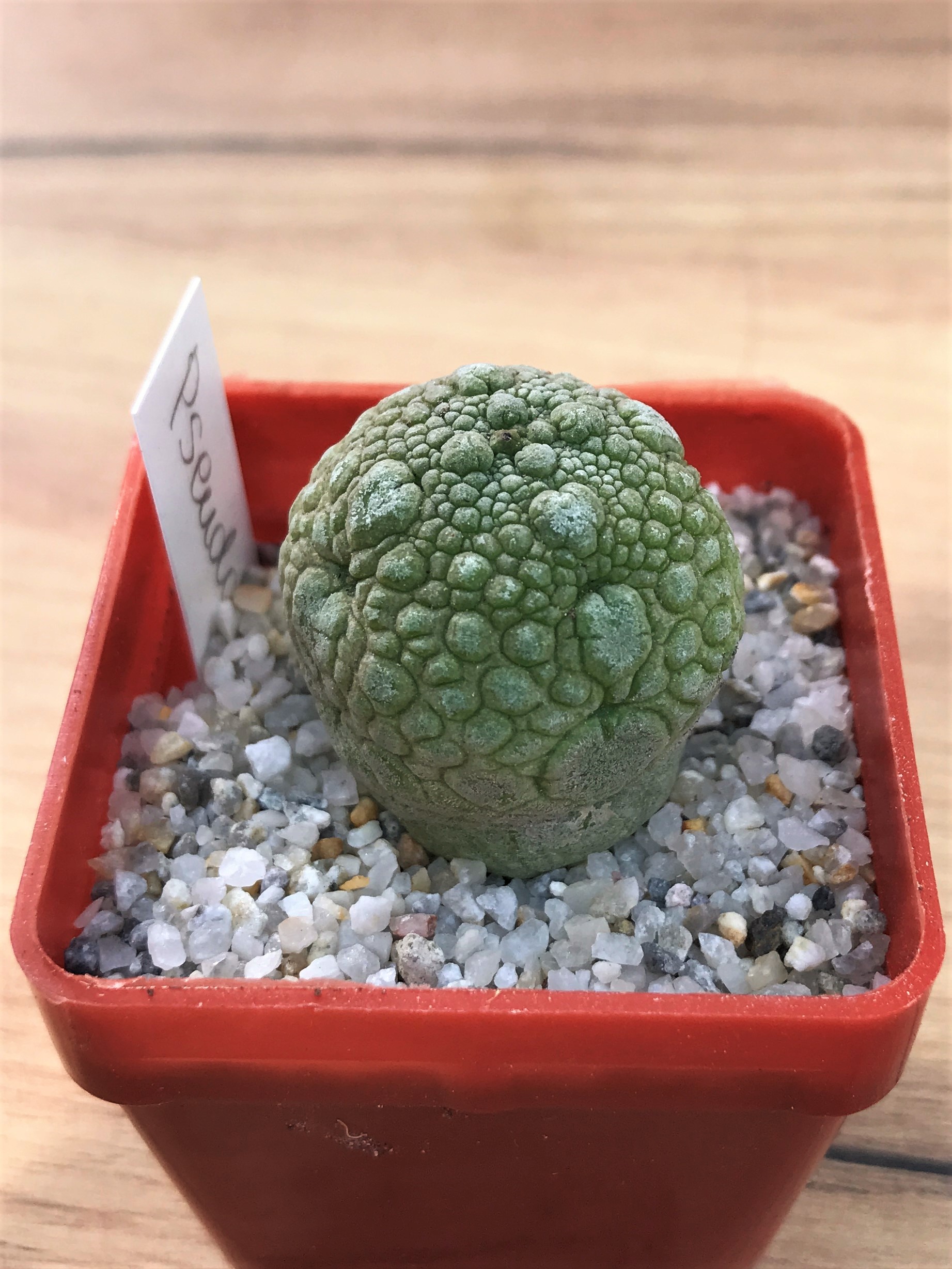 SHPR7074 Pseudolithos migiurtinus - 画像 (2)