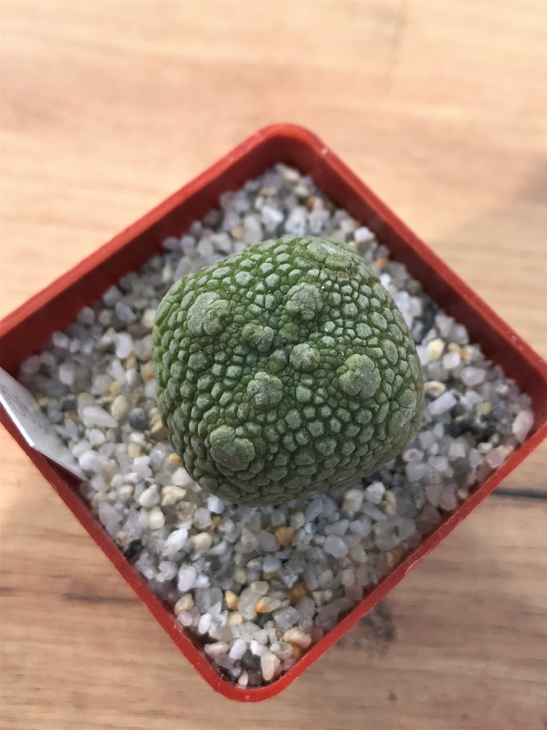 SHPR7075 Pseudolithos migiurtinus - Image 2