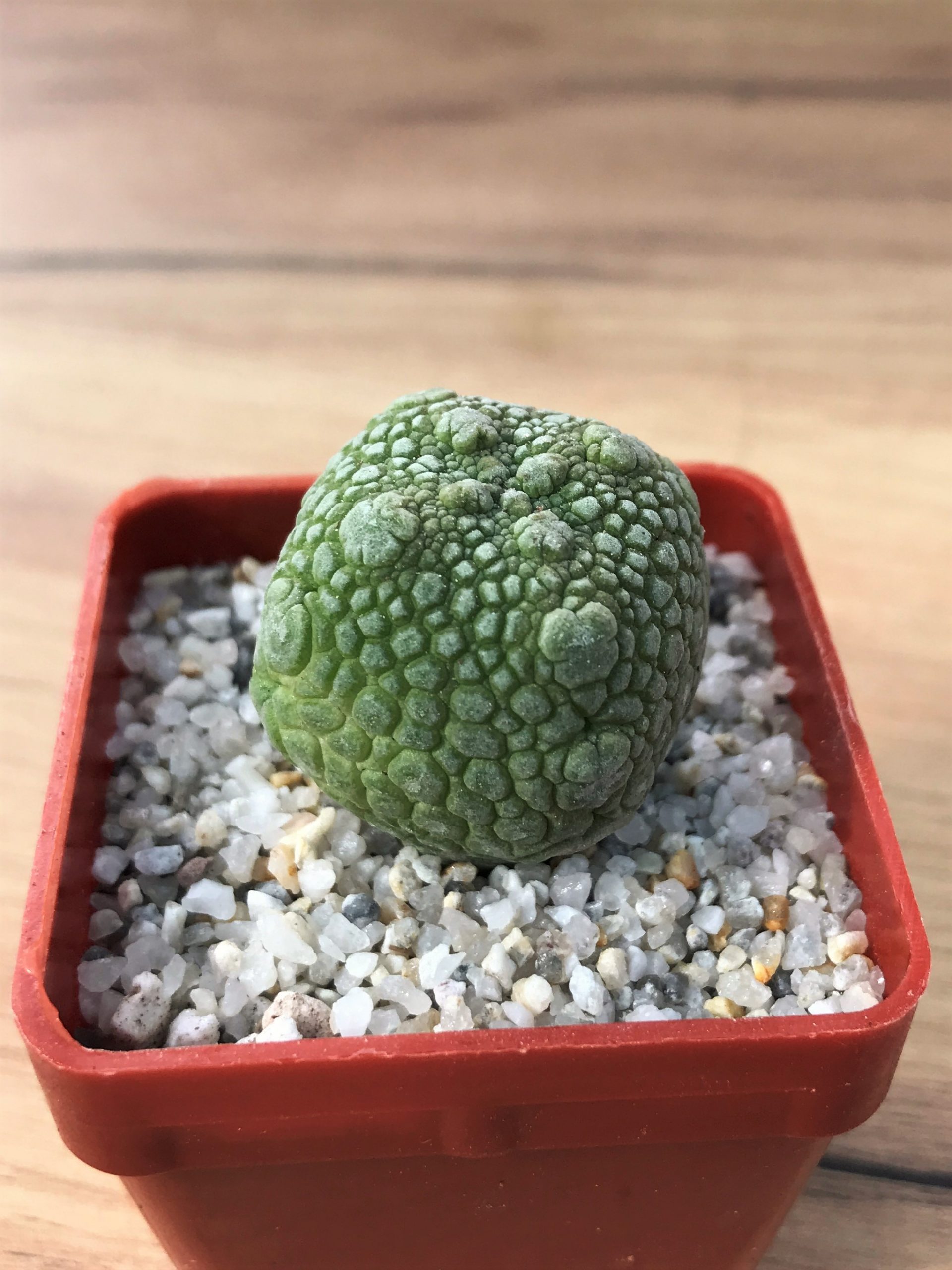 SHPR7075 Pseudolithos migiurtinus