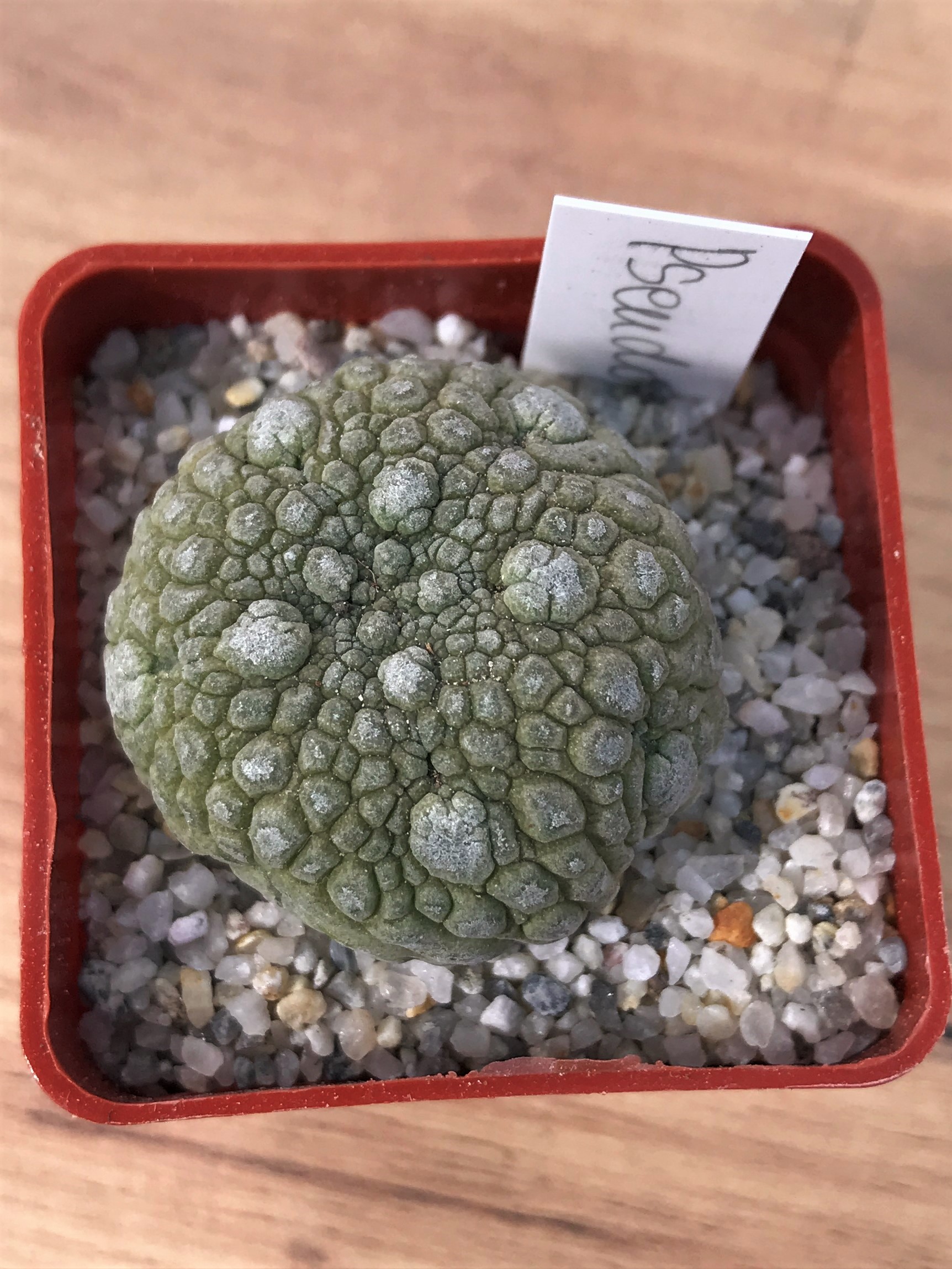 SHPR7076 Pseudolithos migiurtinus - Obrázek 2