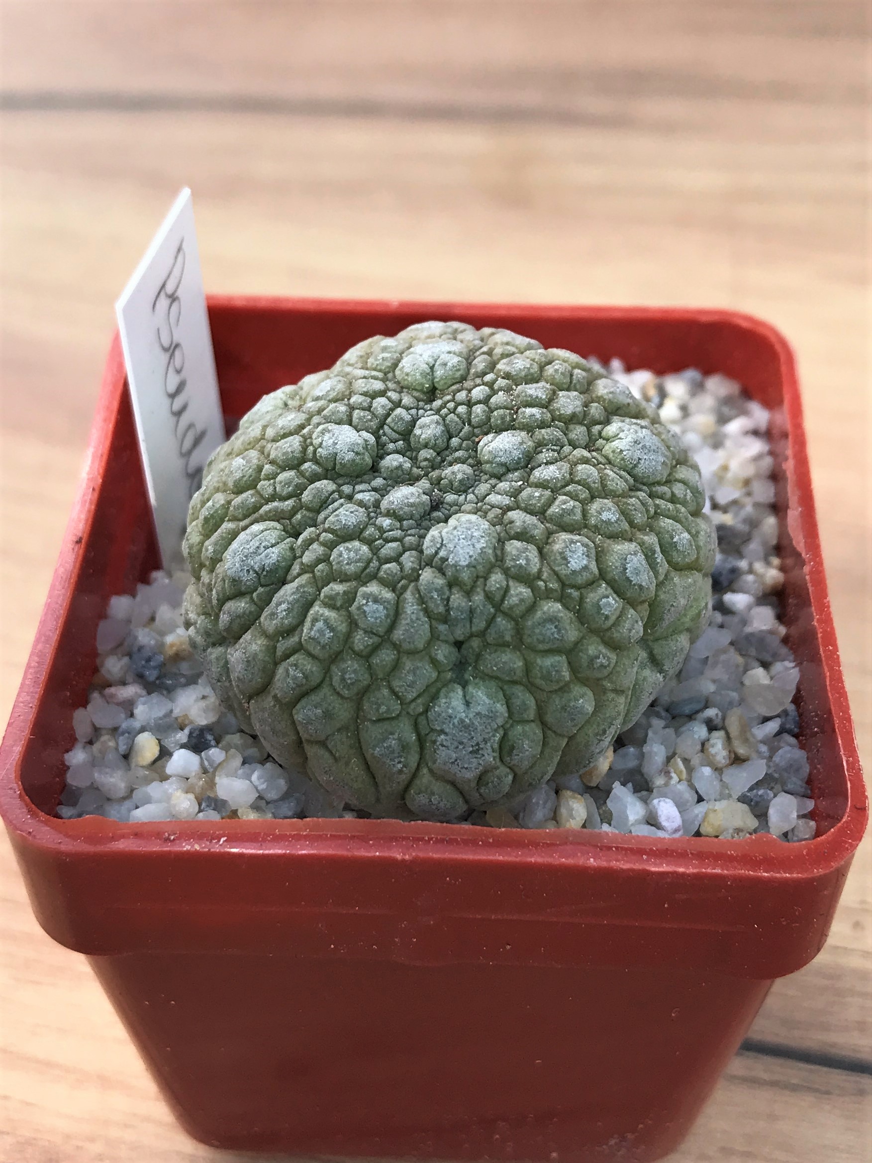 SHPR7076 Pseudolithos migiurtinus