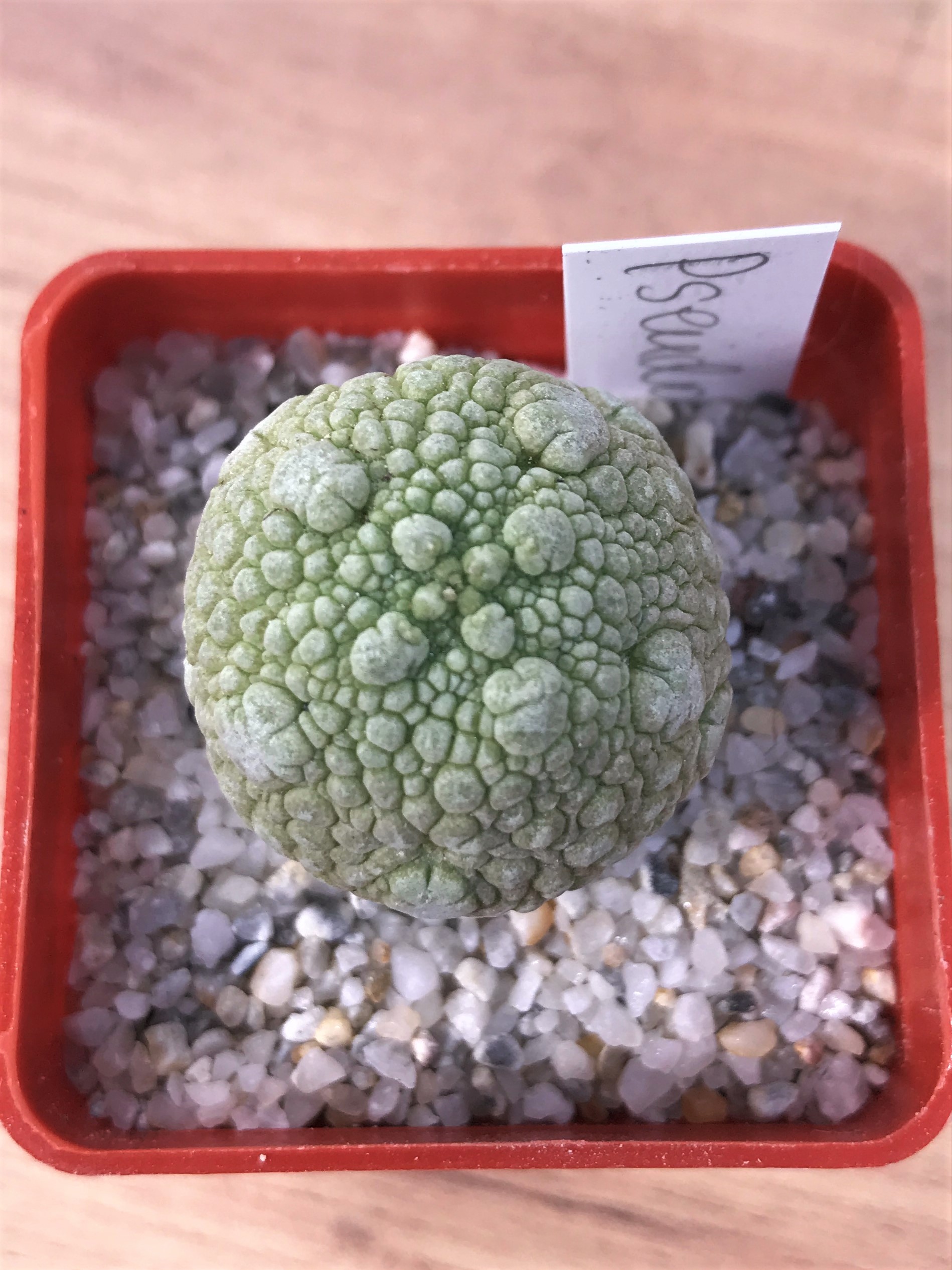 SHPR7077 Pseudolithos migiurtinus