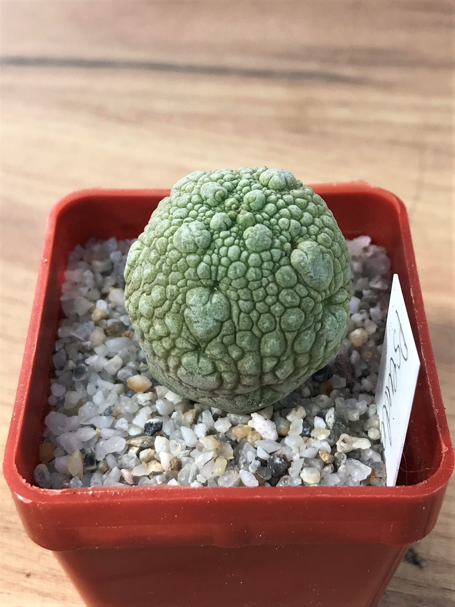 SHPR7077 Pseudolithos migiurtinus - Image 2
