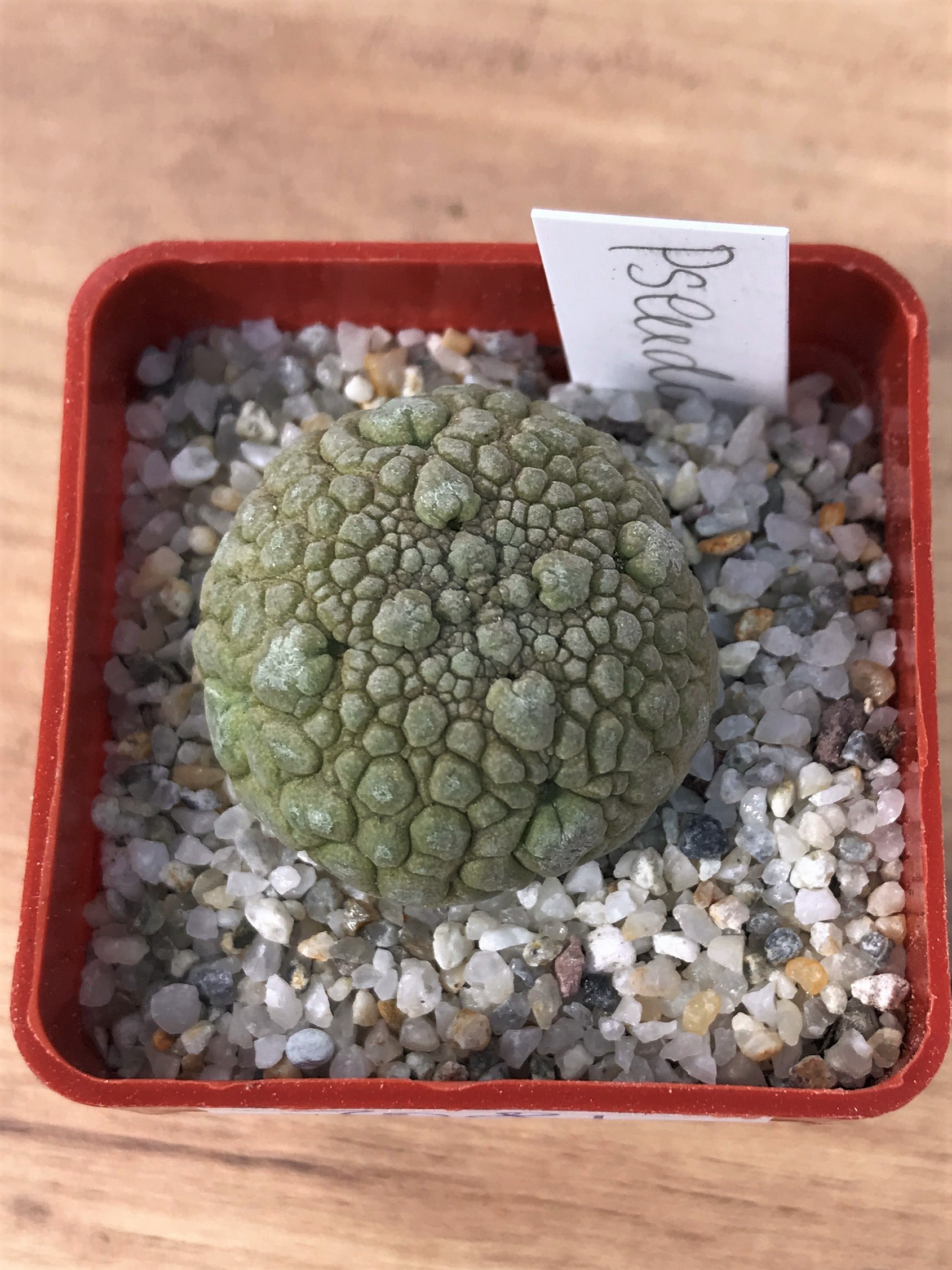 SHPR7081 Pseudolithos migiurtinus - Зображення 2