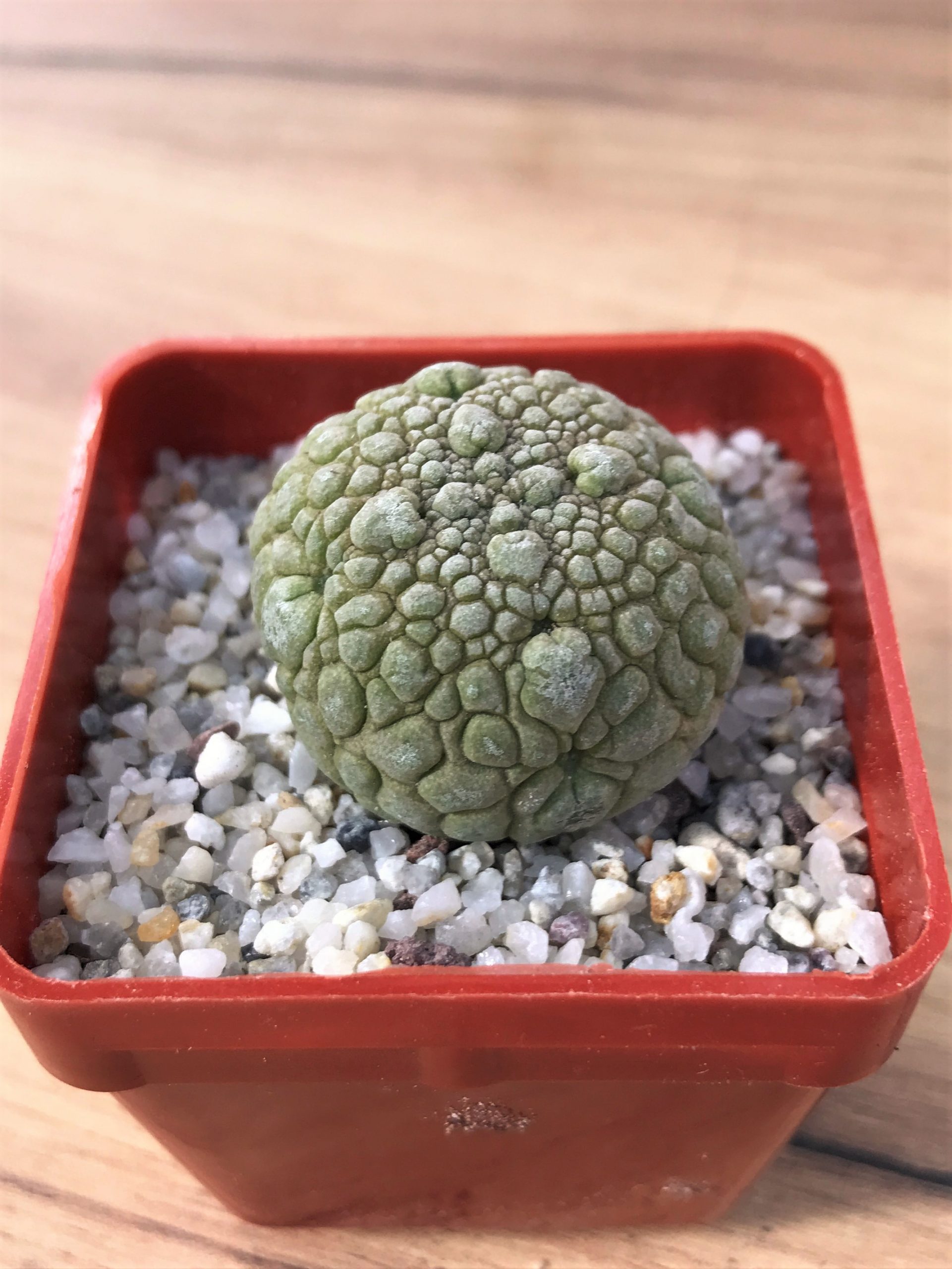 SHPR7081 Pseudolithos migiurtinus