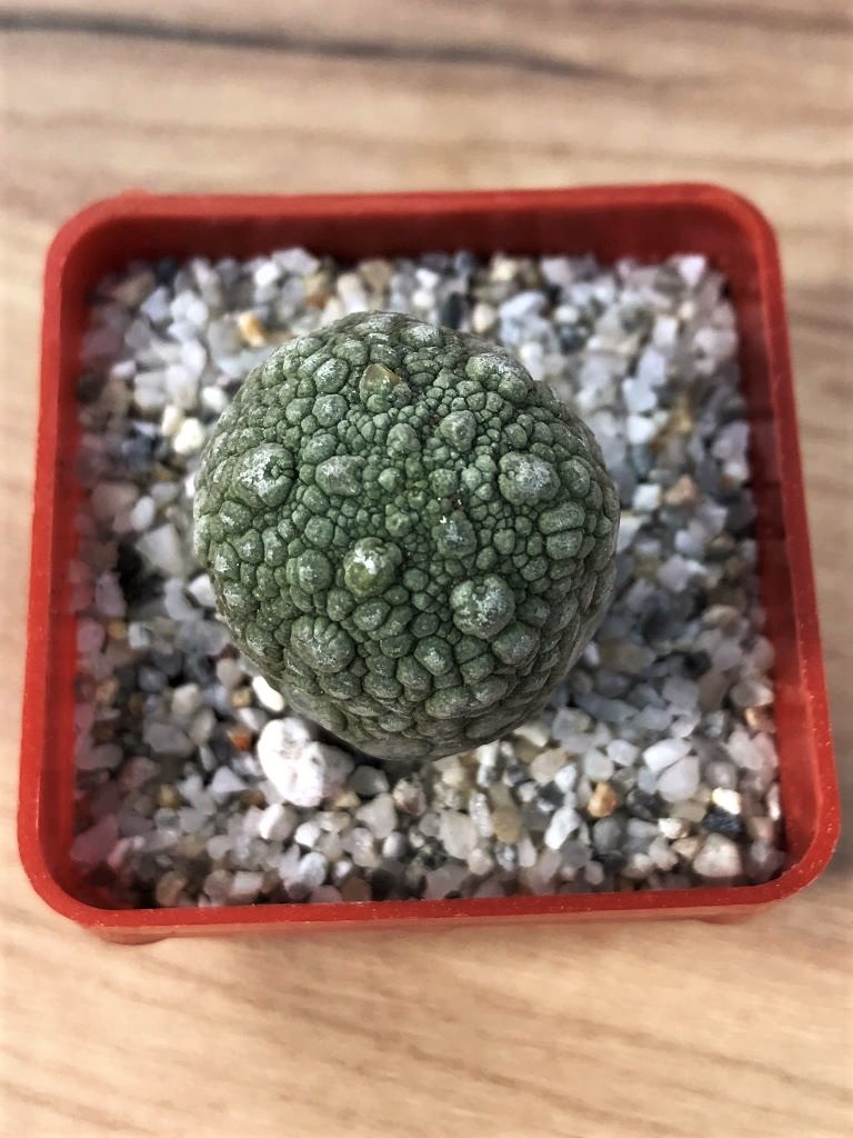 SHPR7083 Pseudolithos migiurtinus - 画像 (2)