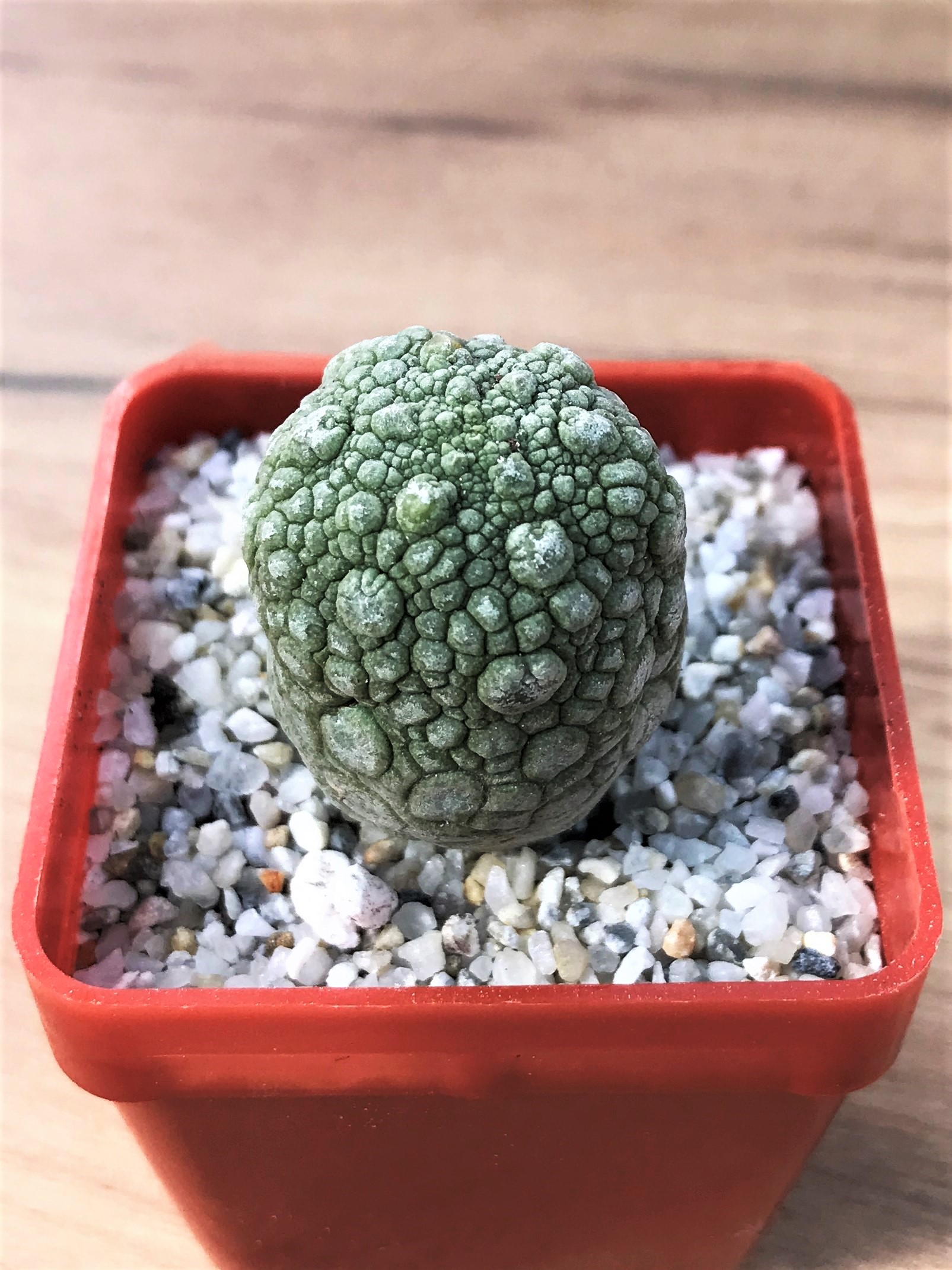 SHPR7083 Pseudolithos migiurtinus