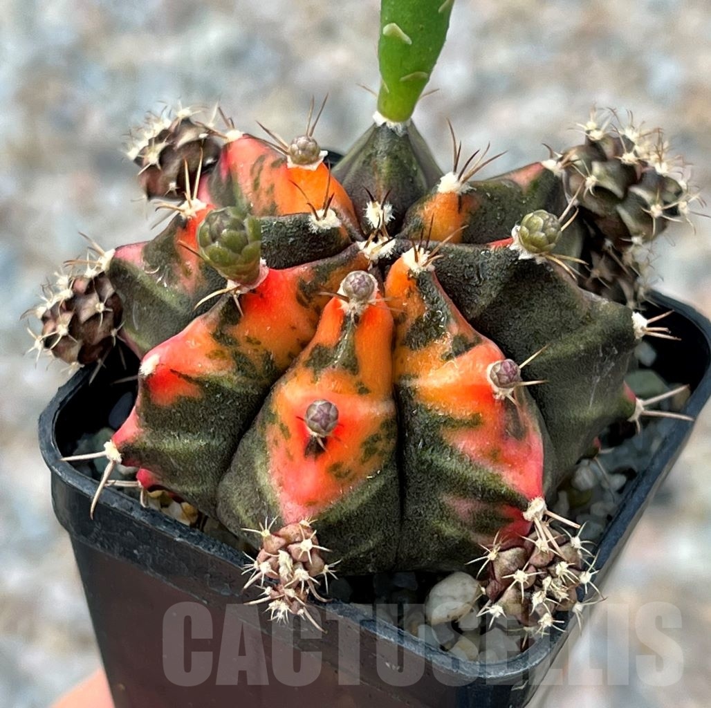 SHPR8151 Gymnocalycium mihanovichii variegated - immagine 2