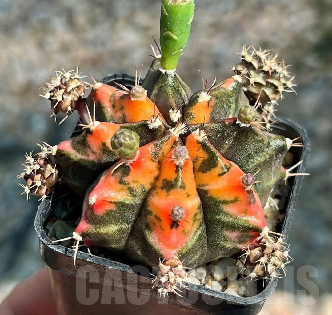 SHPR8151 Gymnocalycium mihanovichii variegated