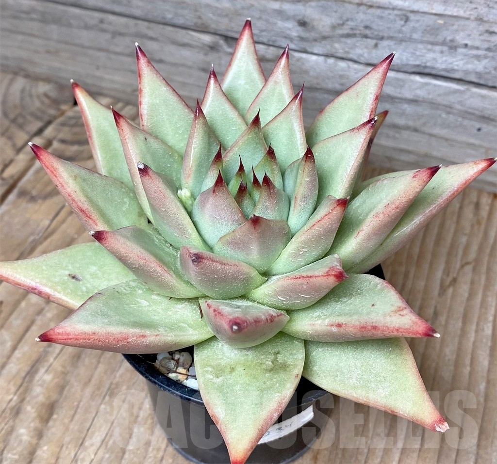 SHPR8234 Echeveria agavoides 'Aquamarine'