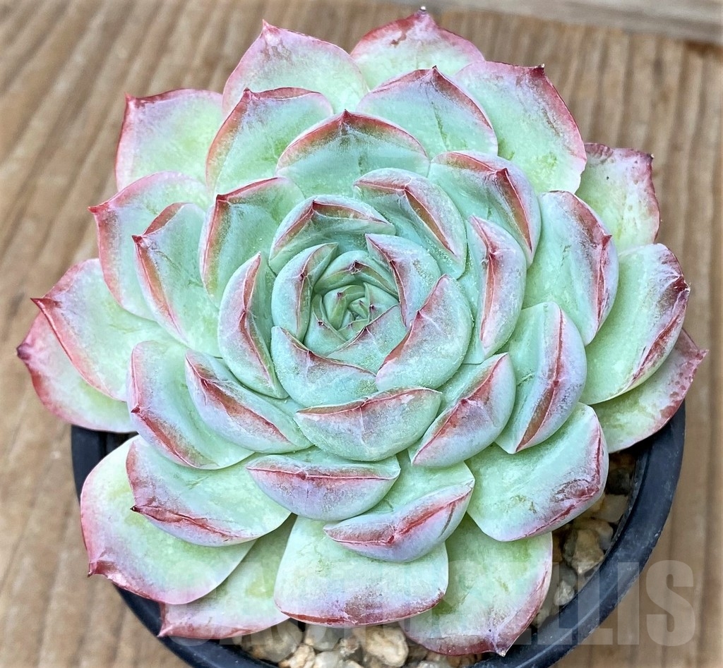 SHPR3751 Echeveria laui hybrid