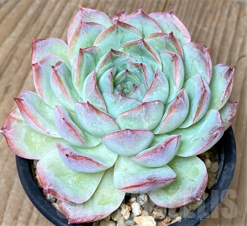 SHPR3751 Echeveria laui hybrid - Image 2