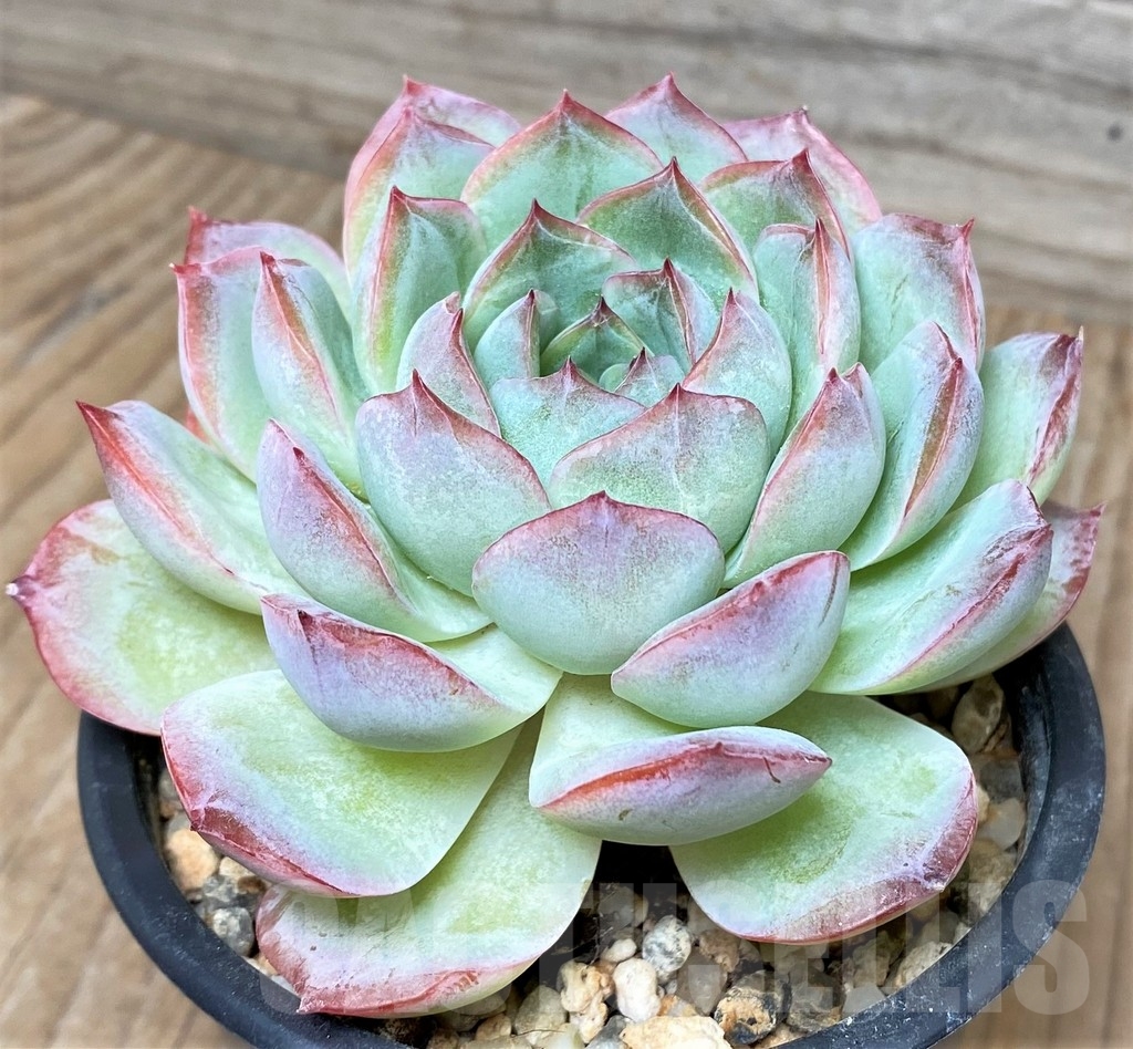 SHPR3751 Echeveria laui hybrid - Image 3