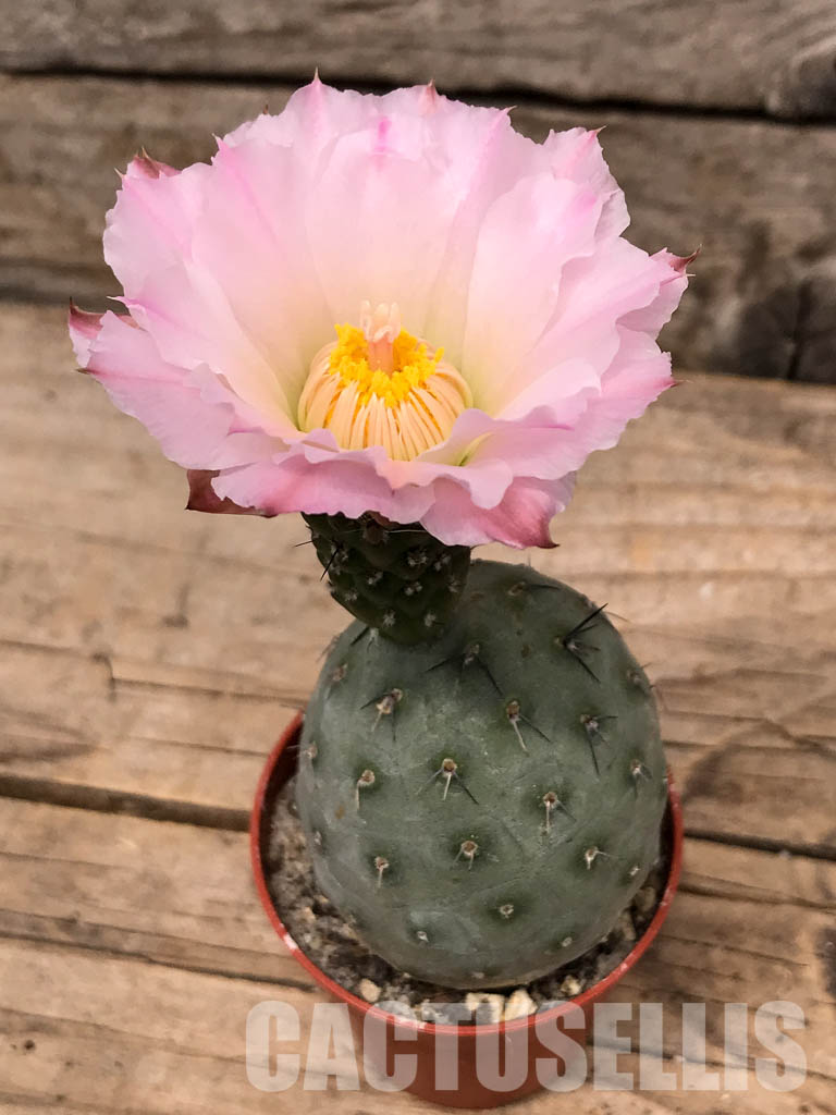 LOT503 5 SEEDS Tephrocactus geometricus 2024