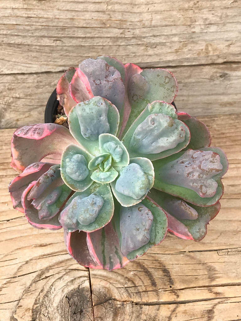 SHPR8084 Echeveria Beyonce Rainbow